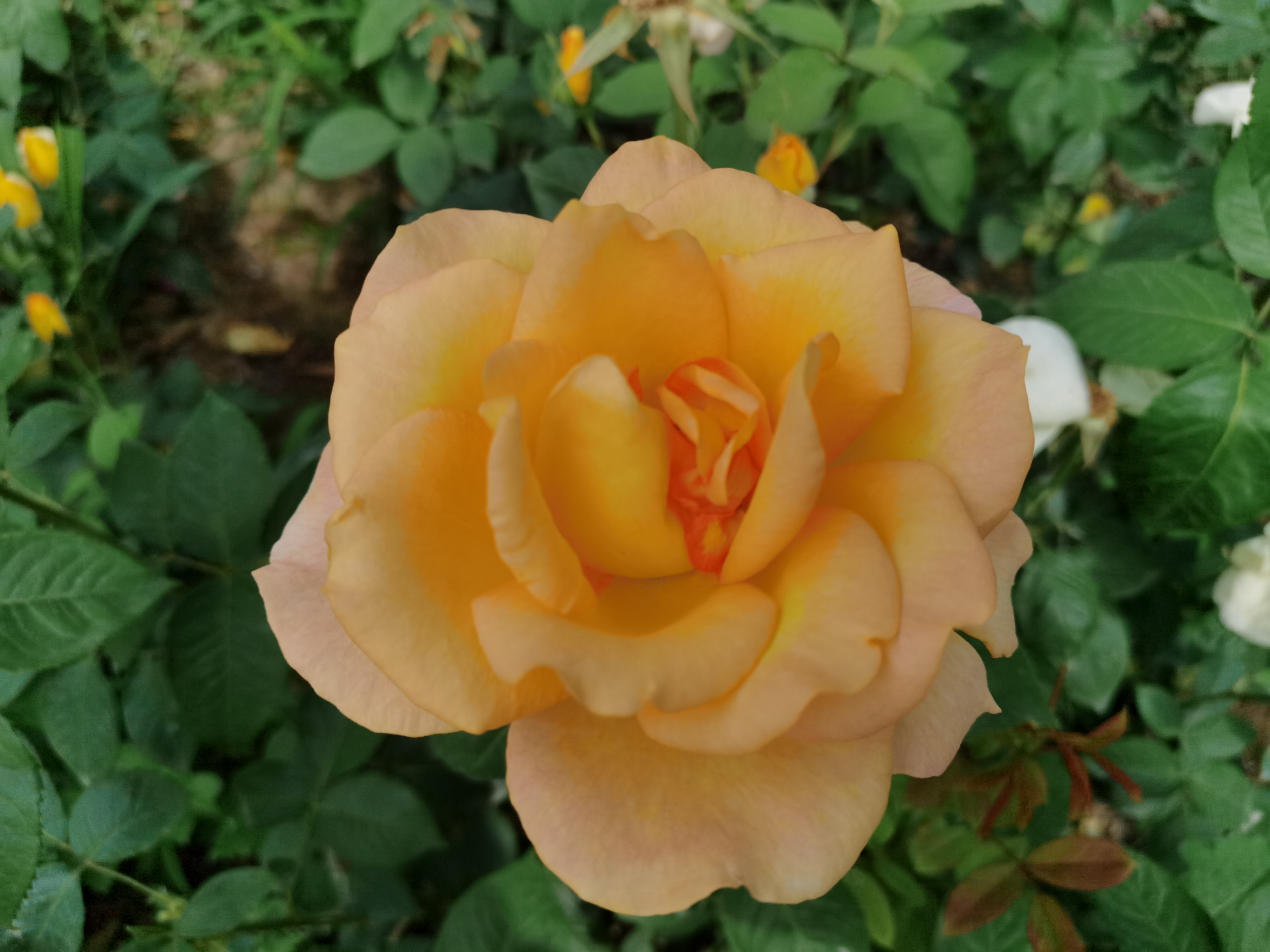 IMG_20210519_085719.jpg