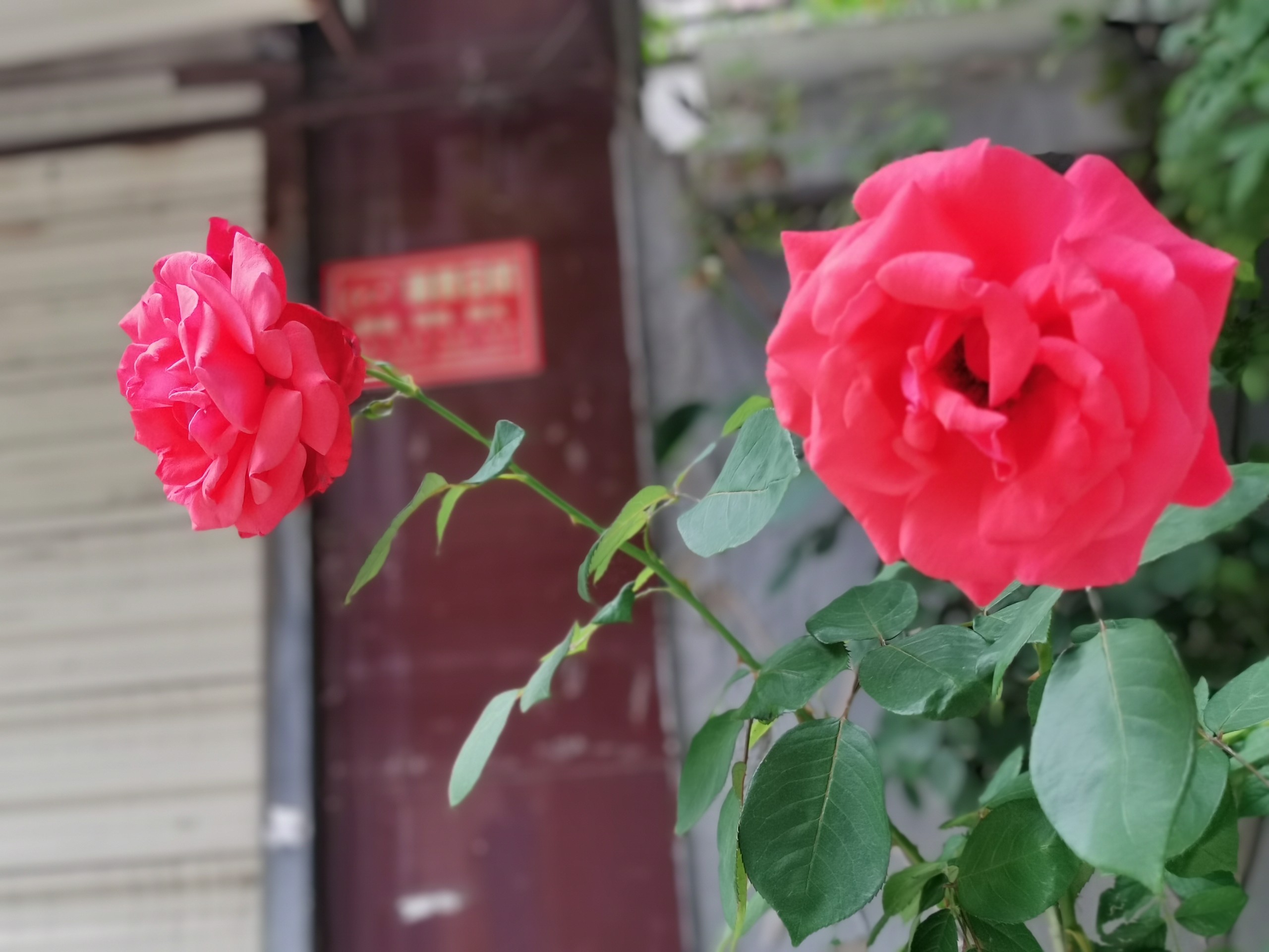 IMG_20210523_175131.jpg