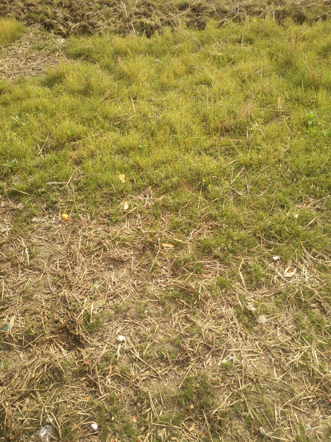IMG_20210401_081813.jpg