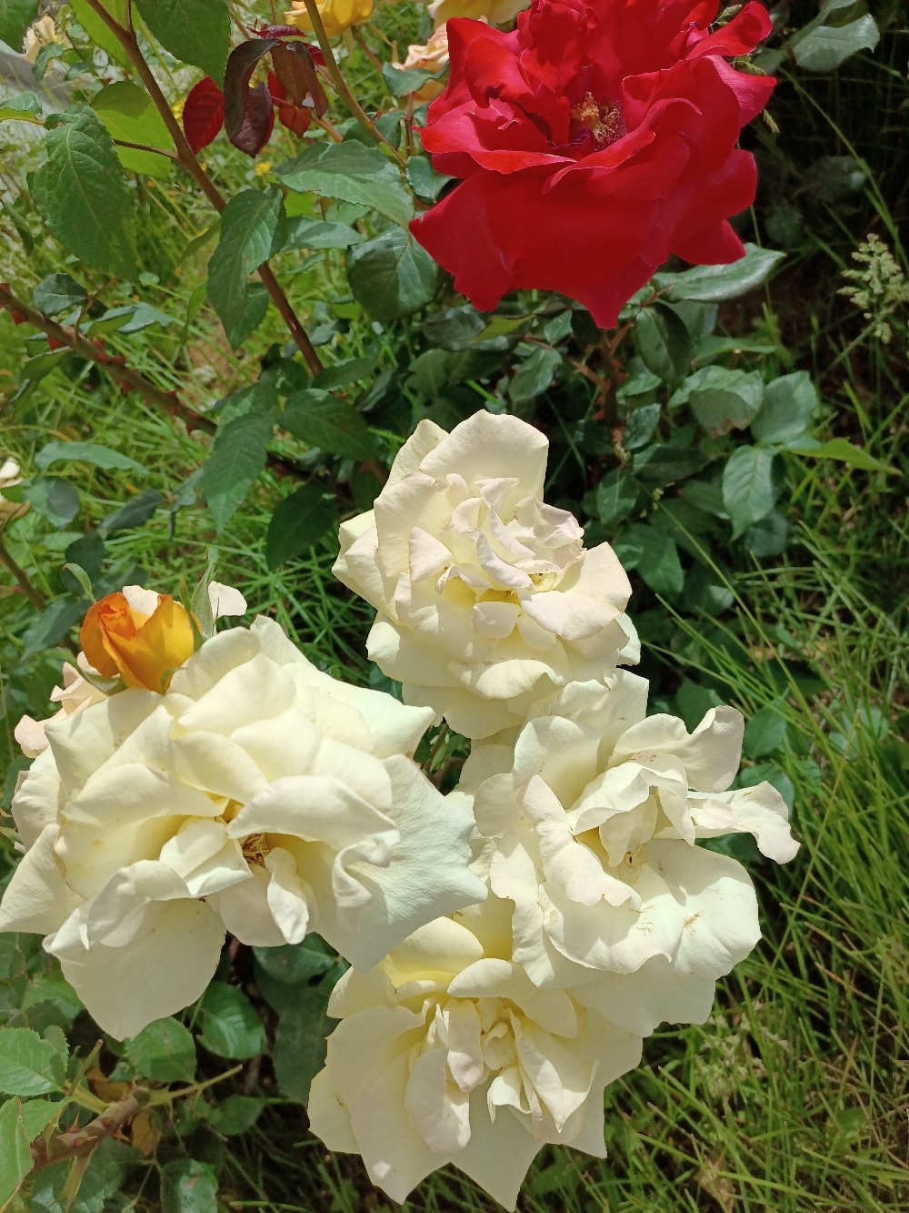 IMG_20210524_095231.jpg