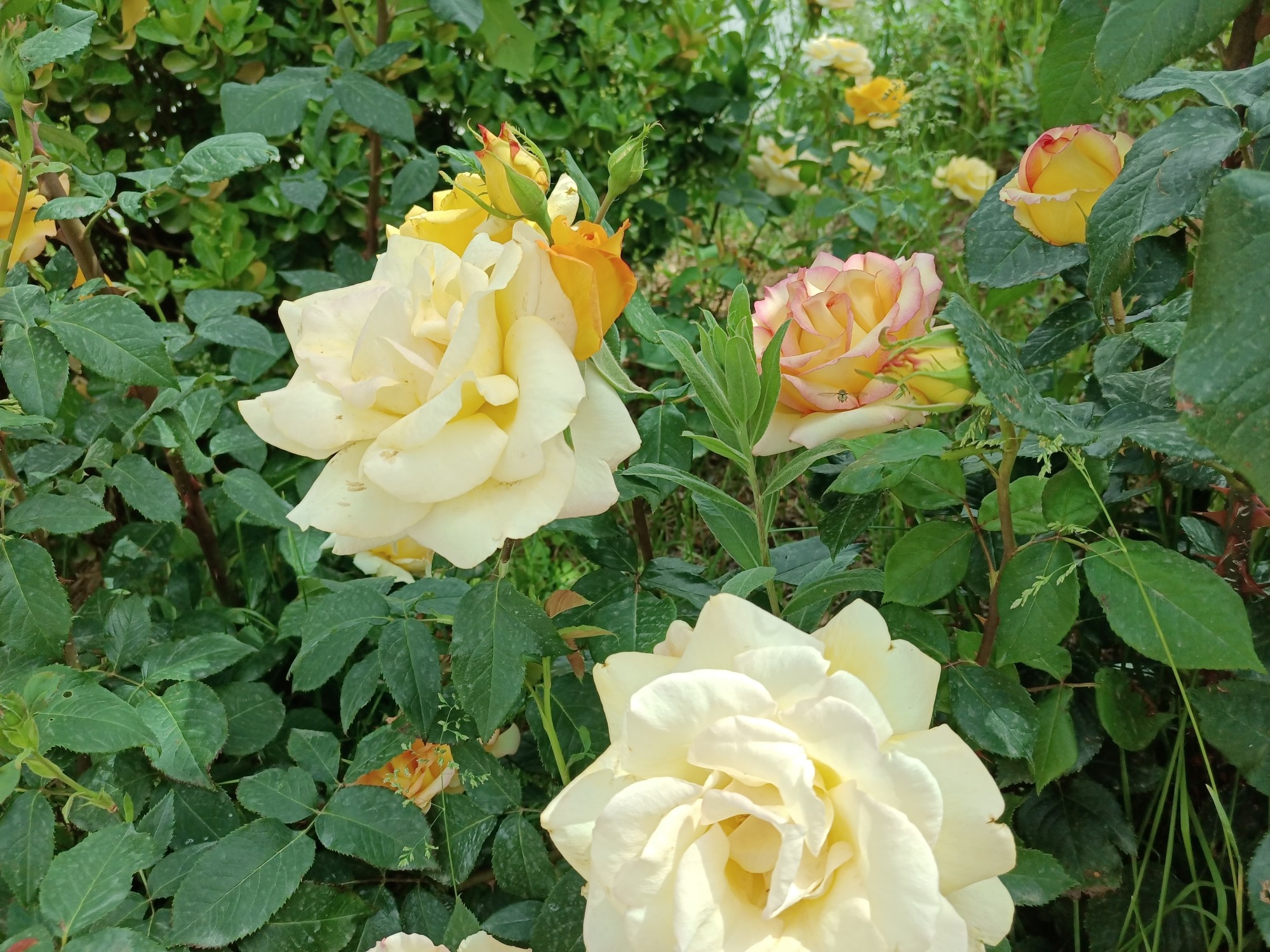 IMG_20210524_095657.jpg