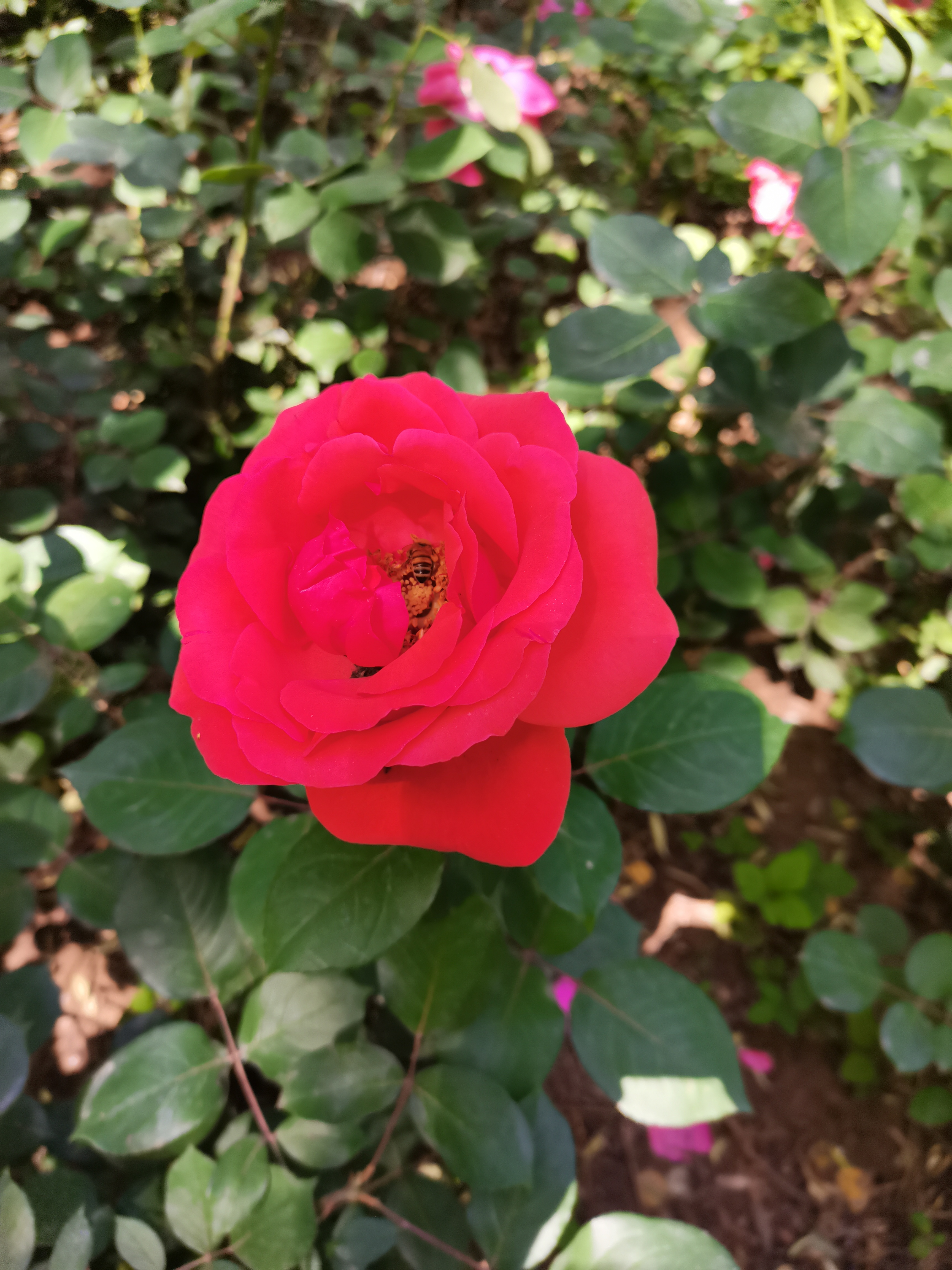 IMG_20210524_094218.jpg