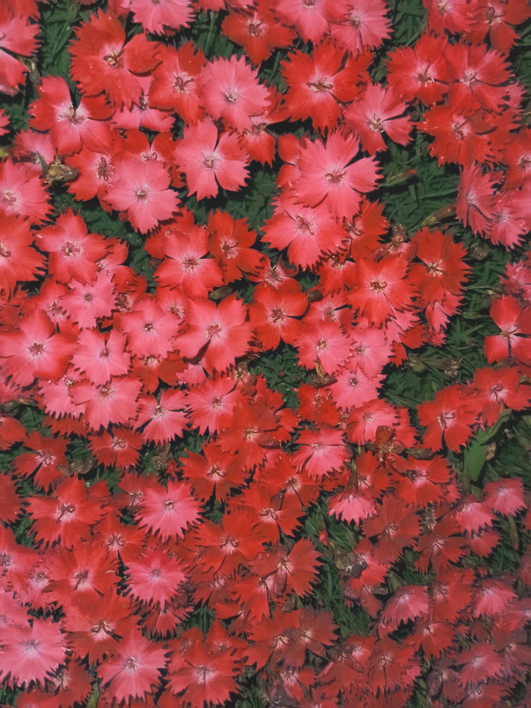 beauty_20210510203912.jpg
