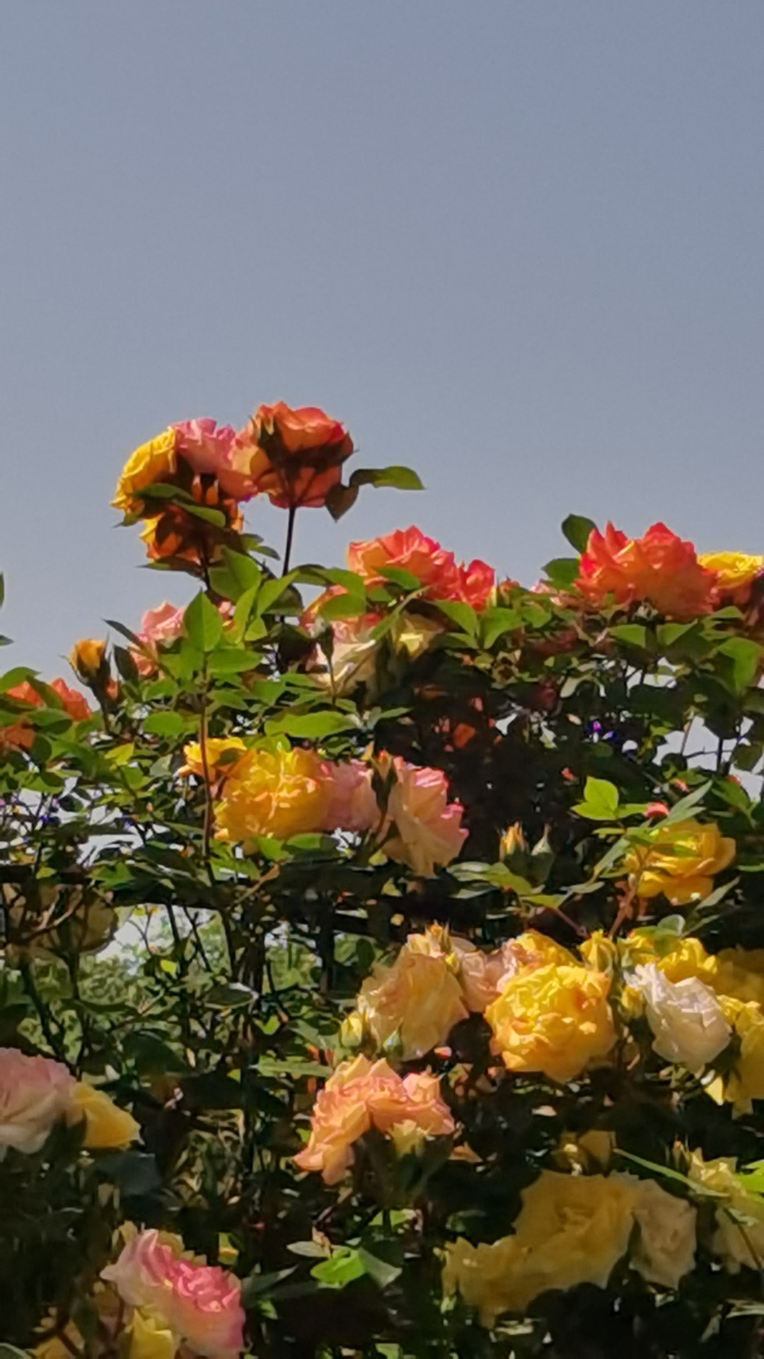 常州紫荆公园月季花展