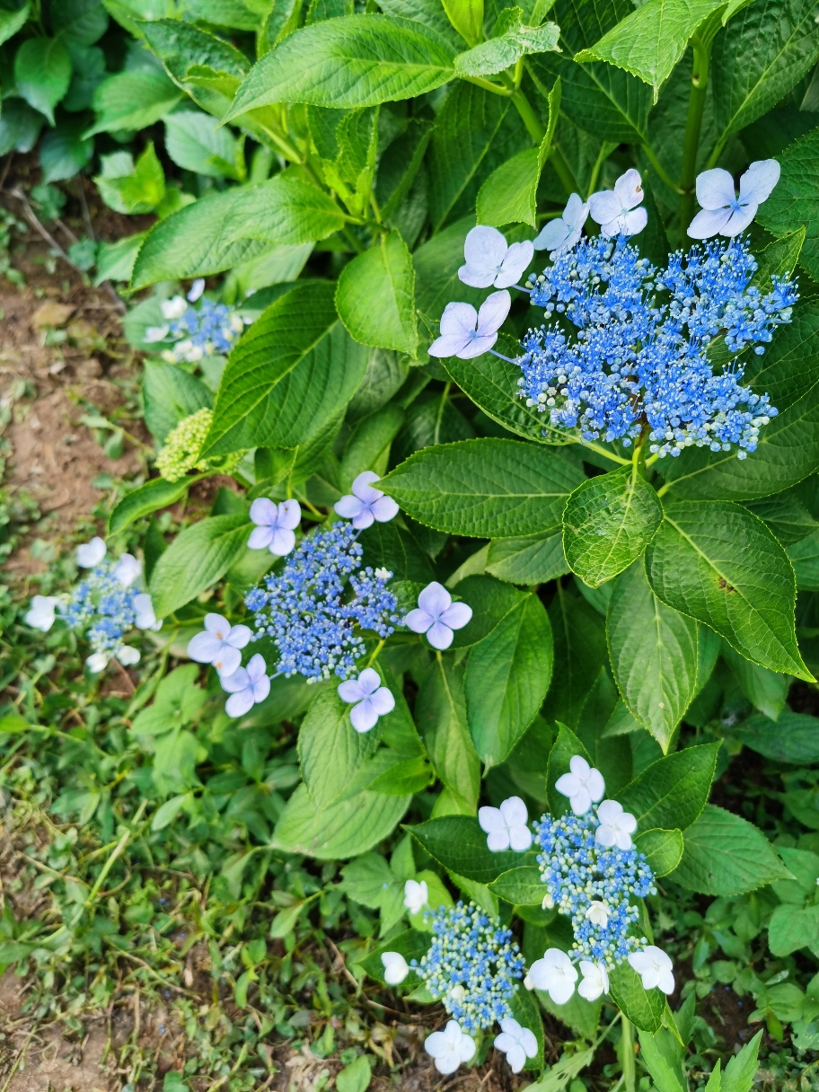 IMG_20210526_172839.jpg