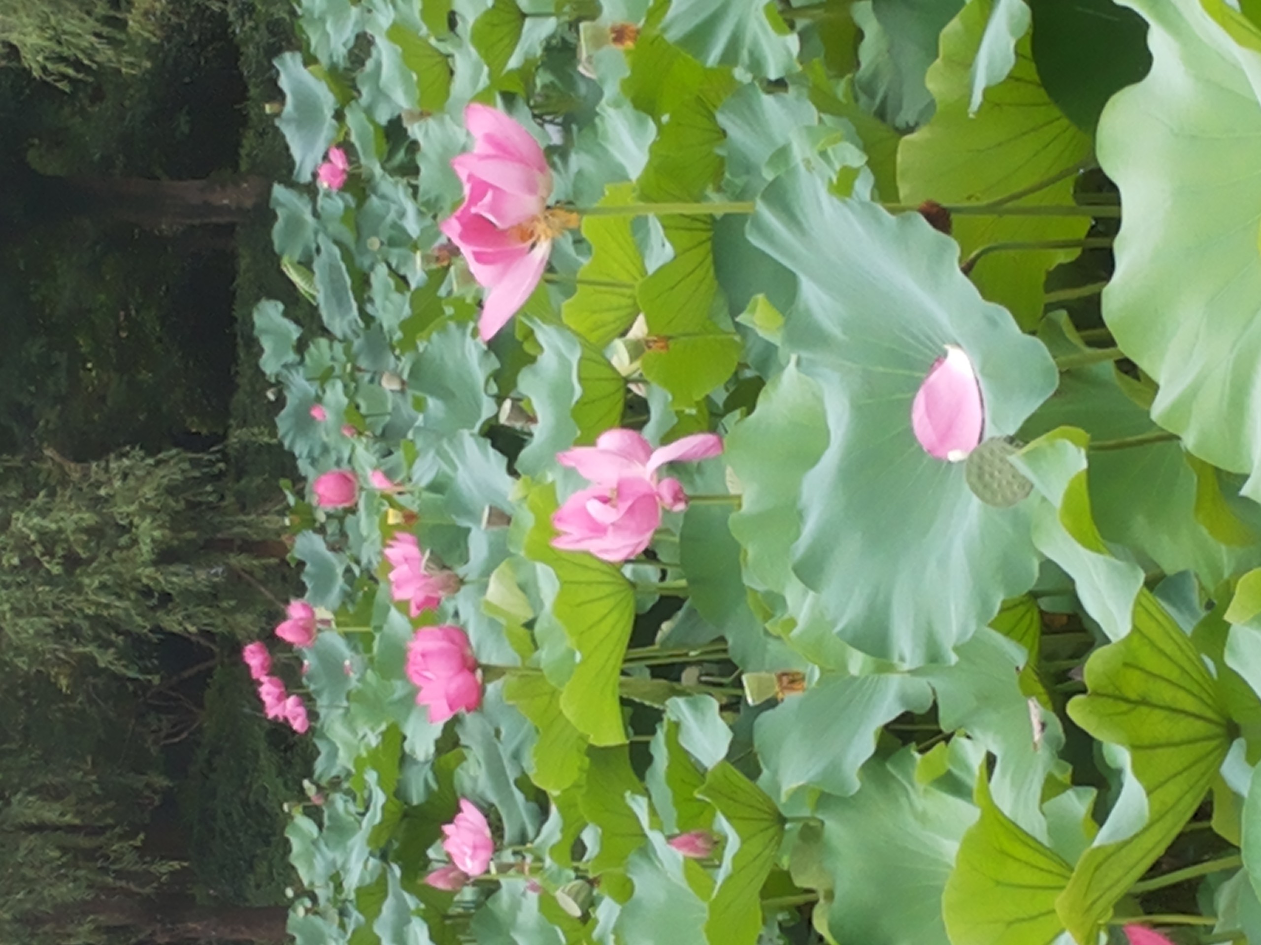 20170708_095139.jpg