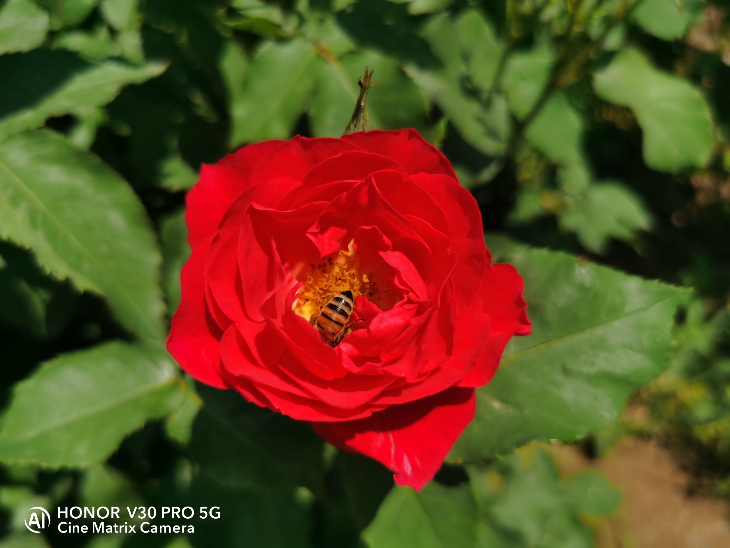 IMG_20210528_120105.jpg