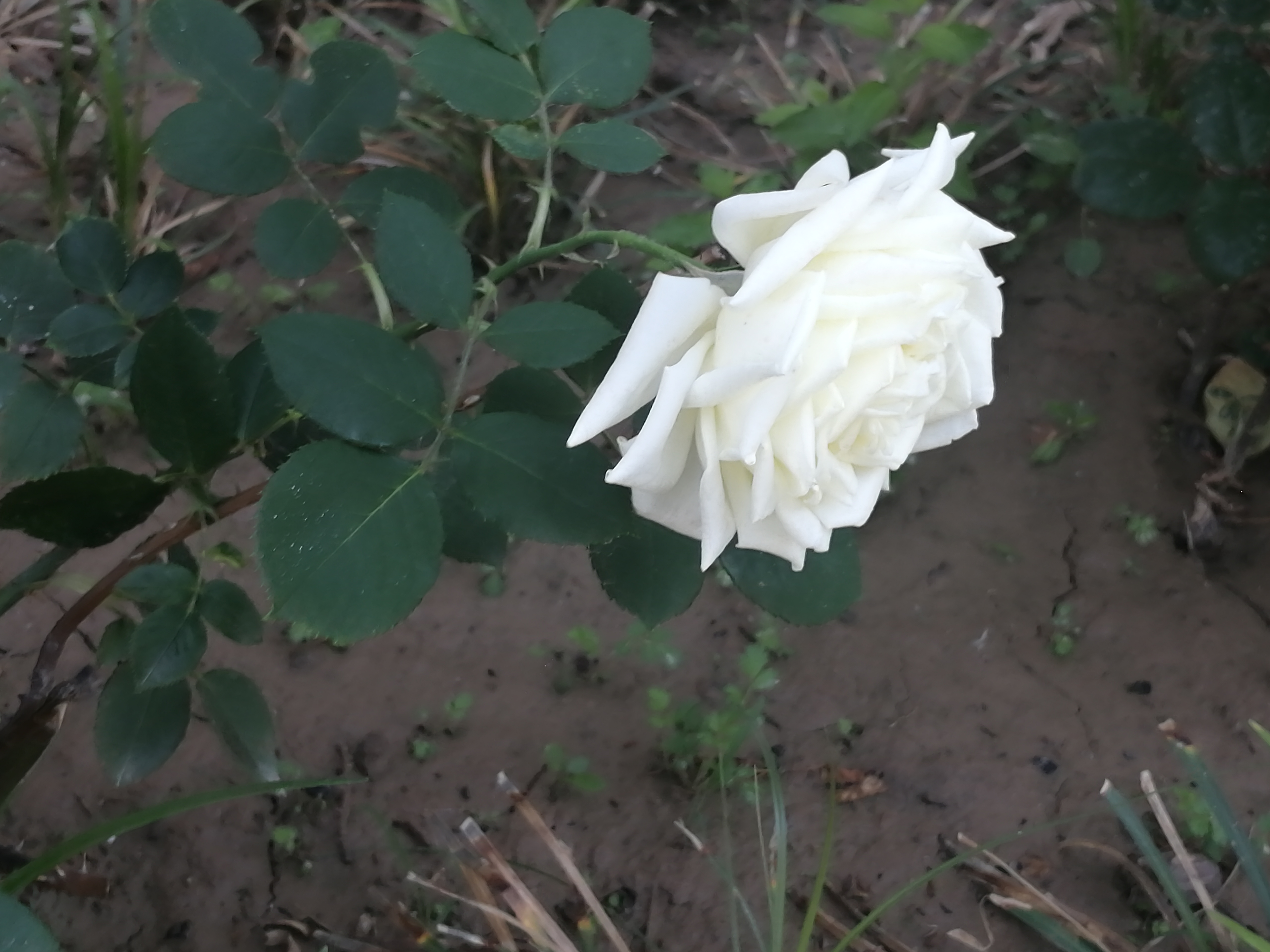 IMG_20210518_063332.jpg