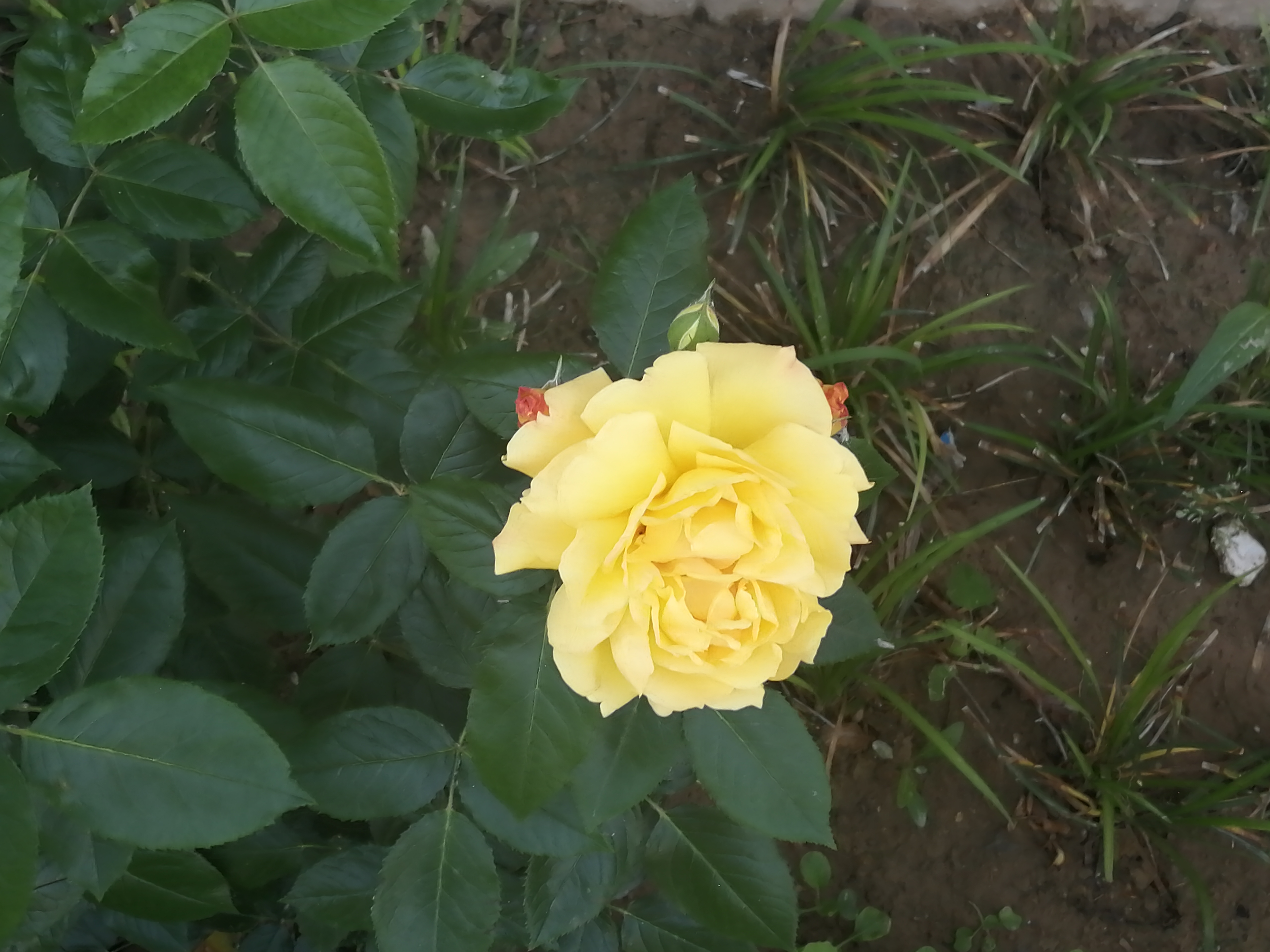 IMG_20210518_063306.jpg
