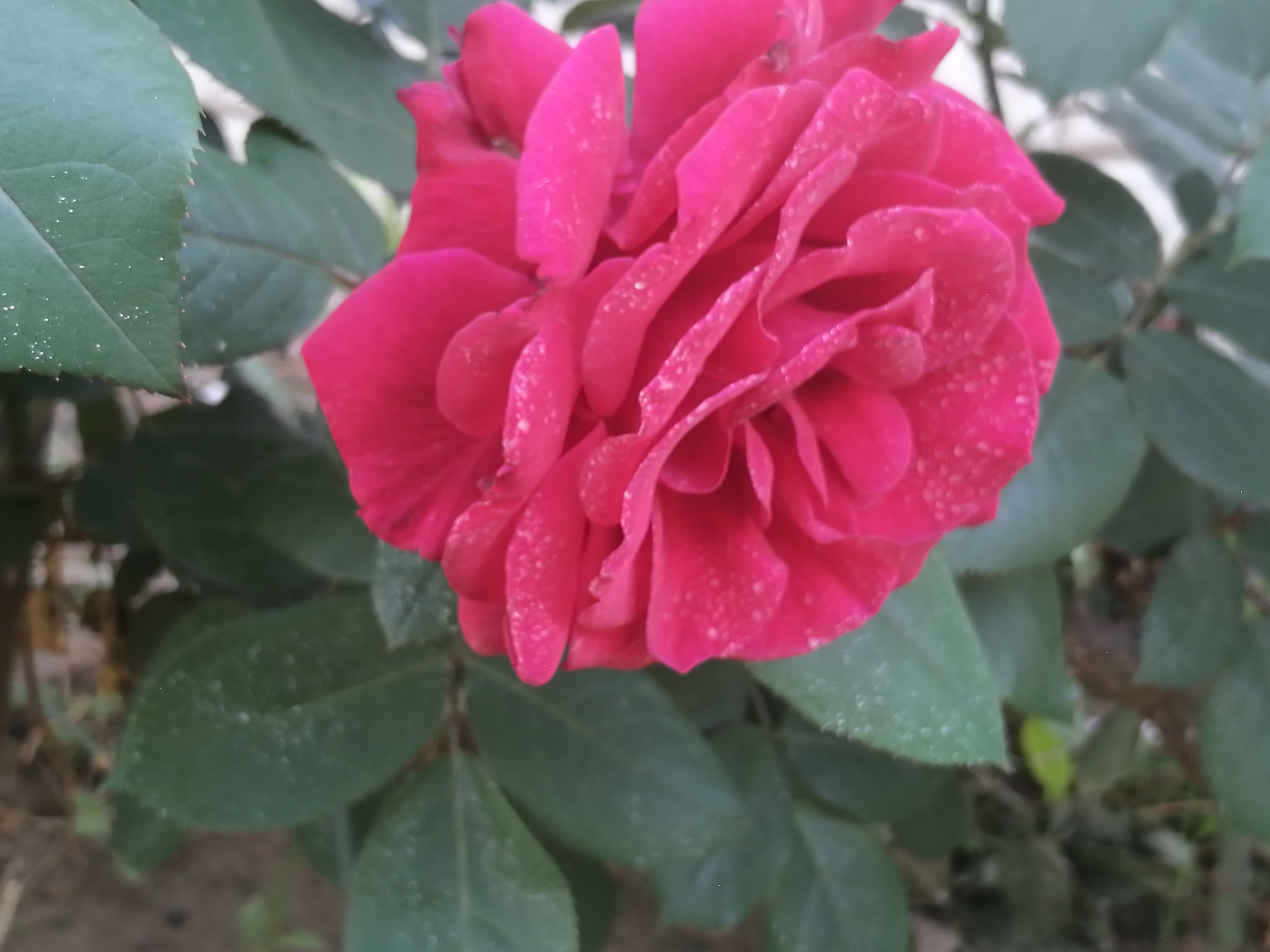 IMG_20210518_063344.jpg