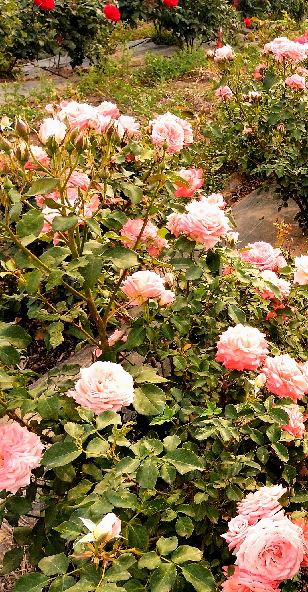 IMG_20210527_144115.jpg