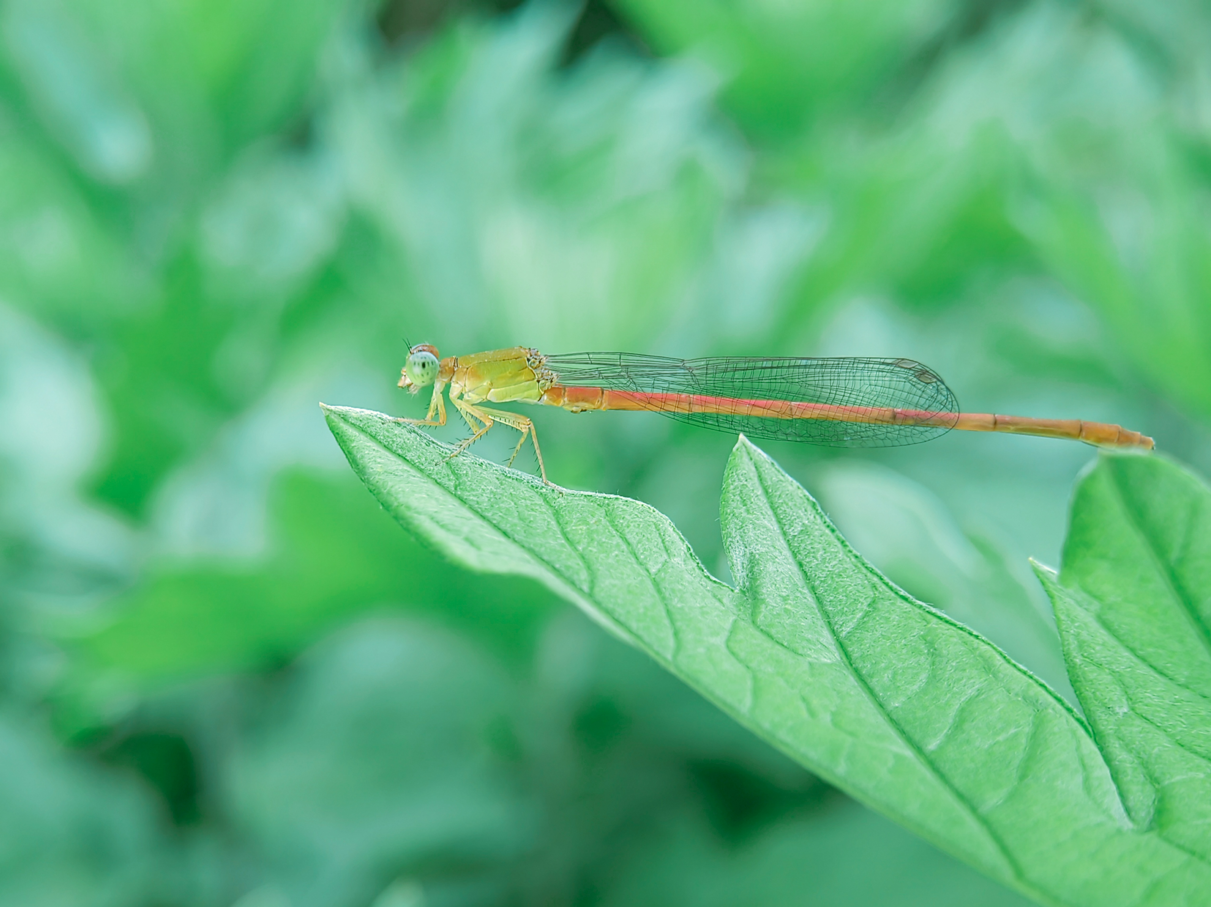 IMG_20210422_083611_polarr.jpg