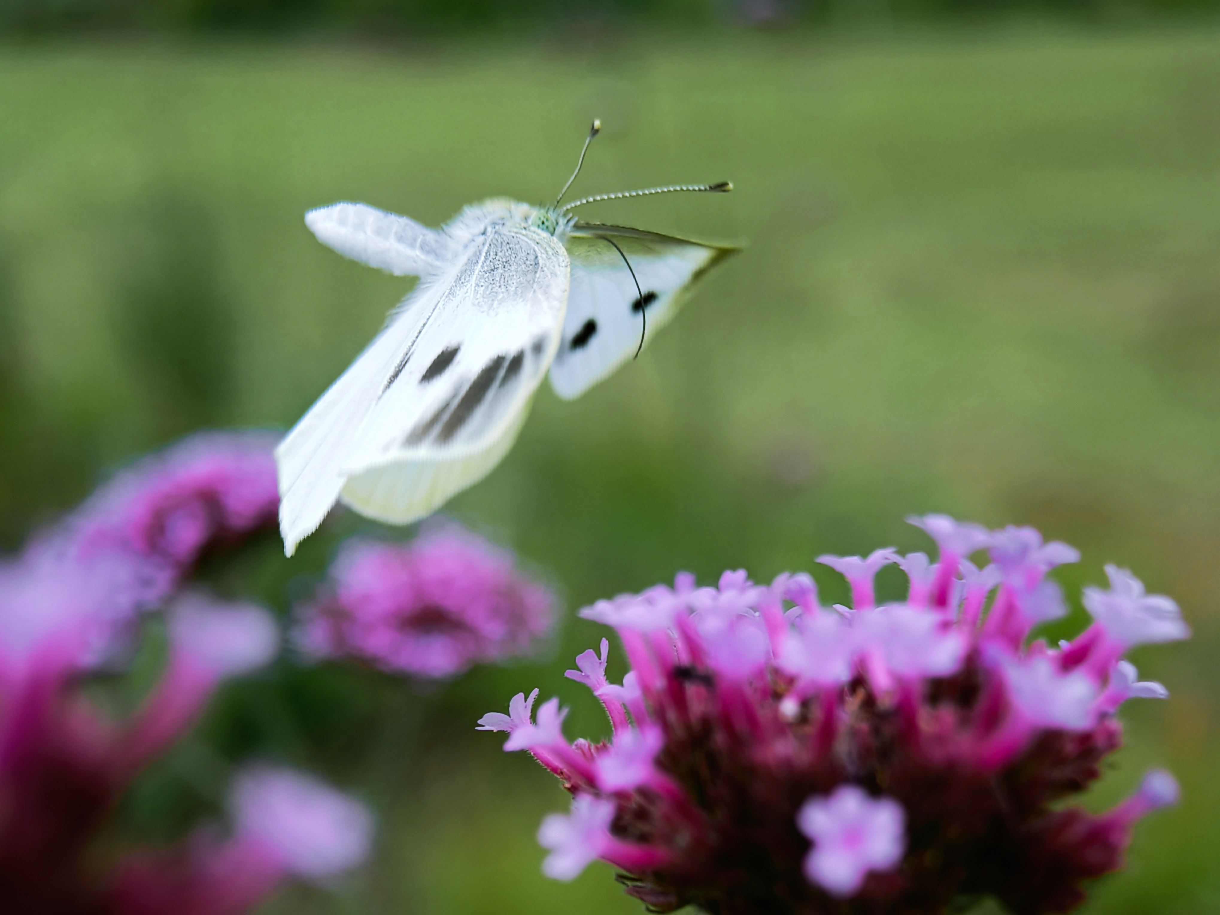 IMG_20210526_100552_polarr.jpg