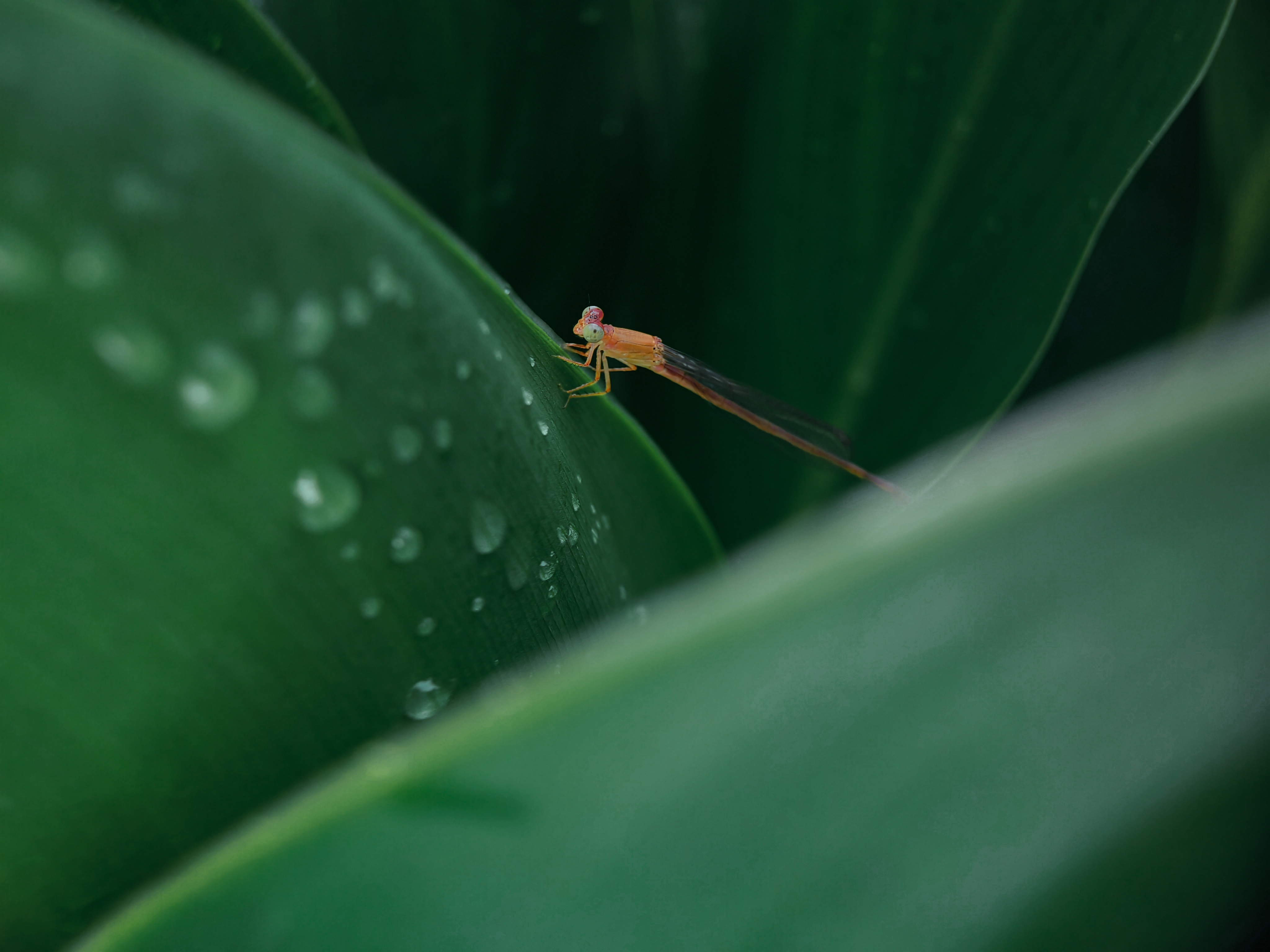 IMG_20210425_085655_polarr.jpg
