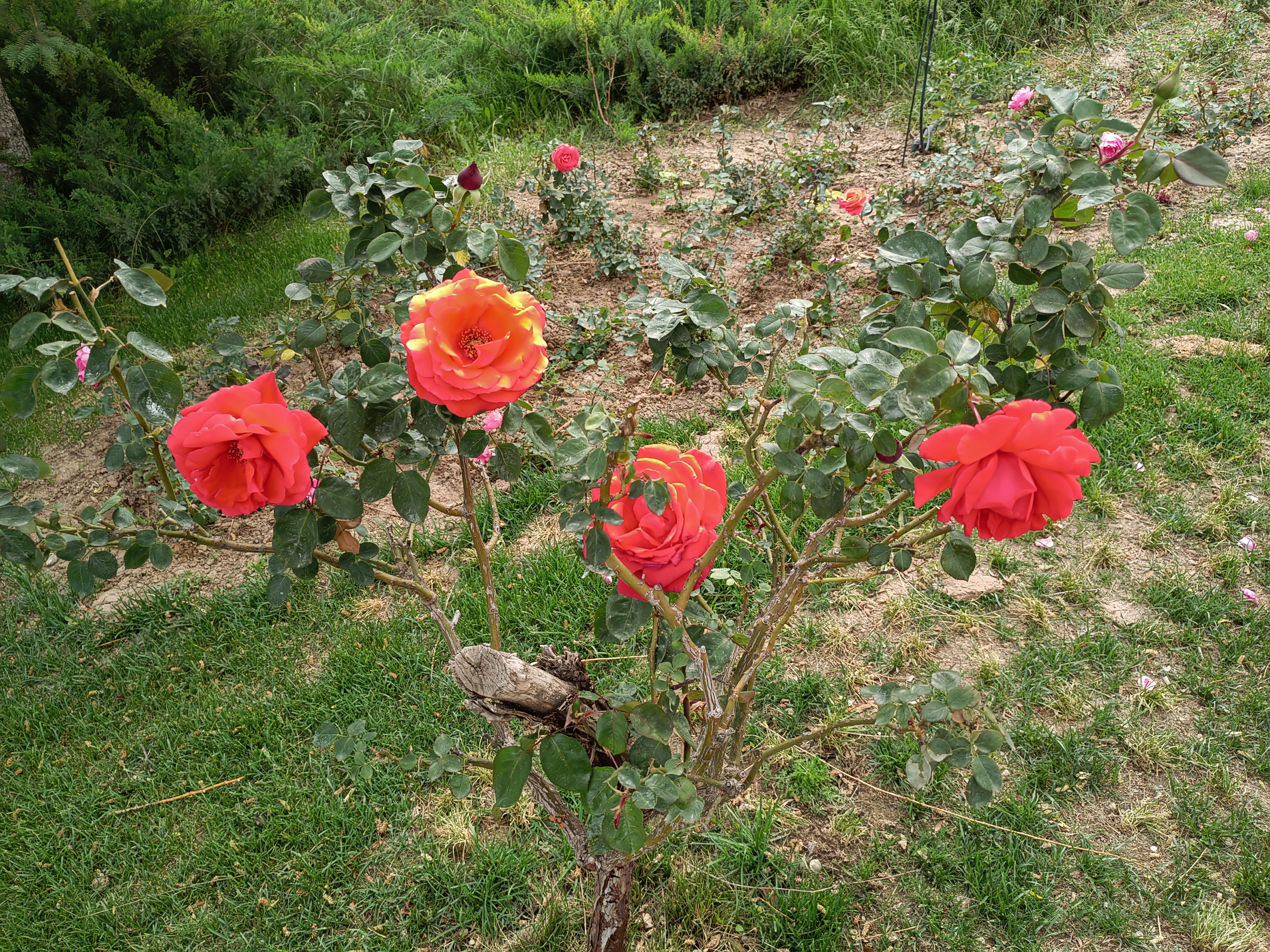 IMG_20210601_150043.jpg