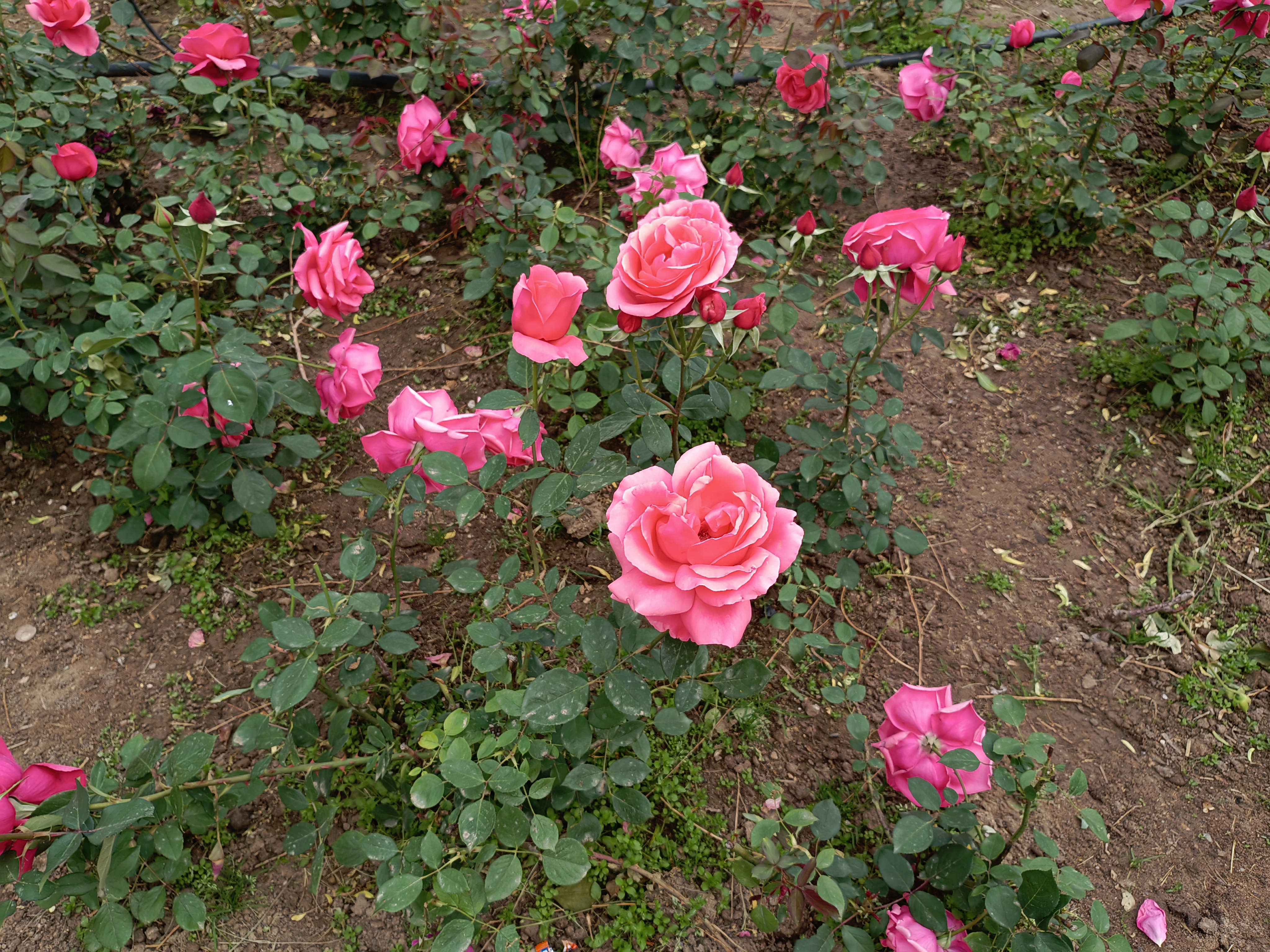 IMG_20210601_150139.jpg