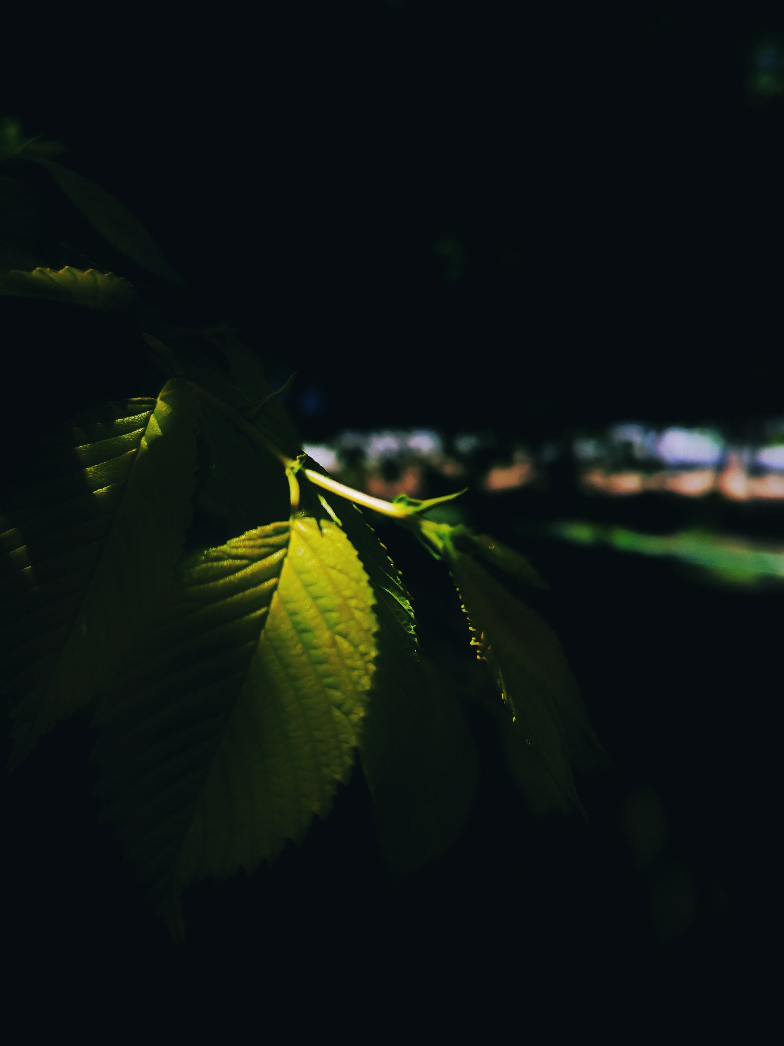 IMG_20210417_132324-01.jpeg
