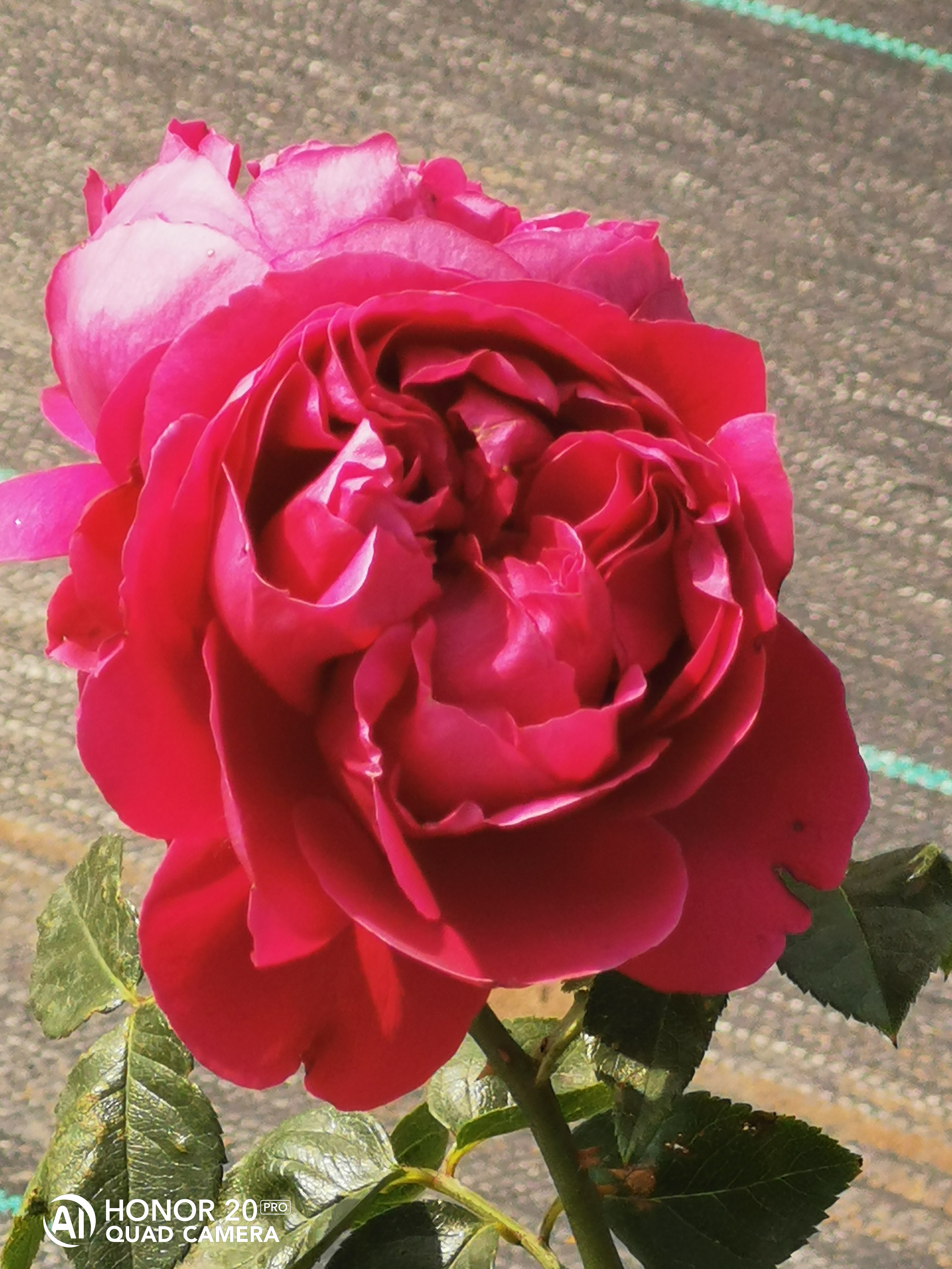 IMG_20210522_092715.jpg