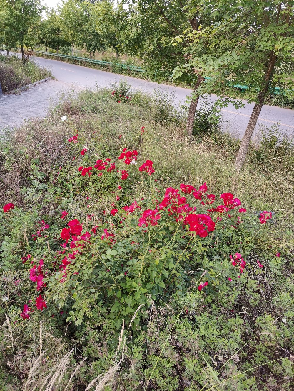 IMG_20210529_184107.jpg