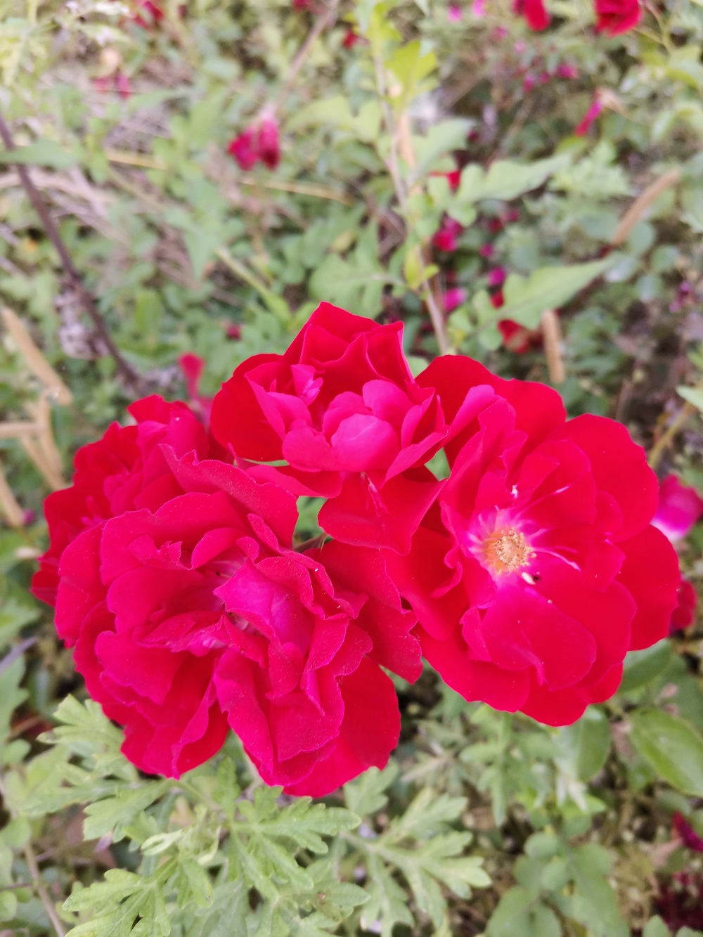 IMG_20210529_184123.jpg
