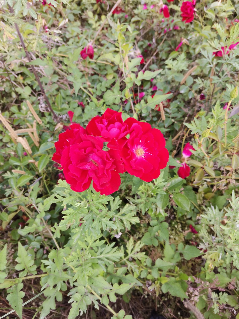 IMG_20210529_184119.jpg