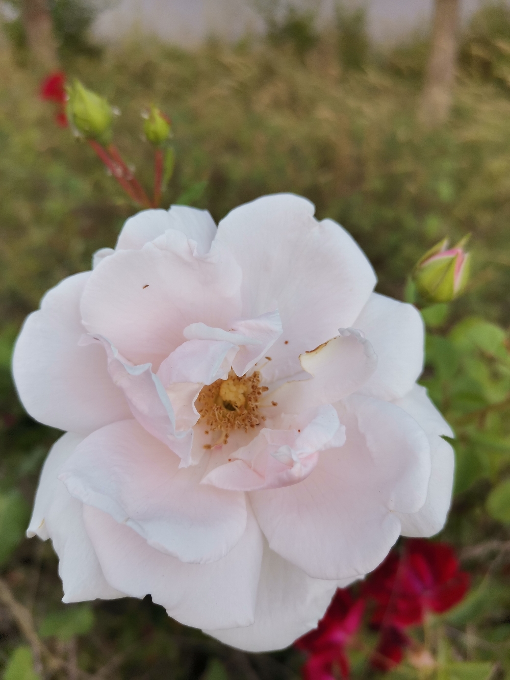 IMG_20210529_184138.jpg