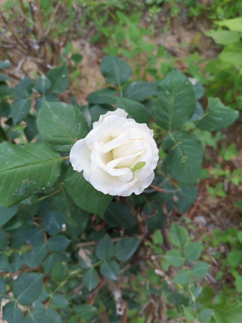 IMG_20210525_183349.jpg