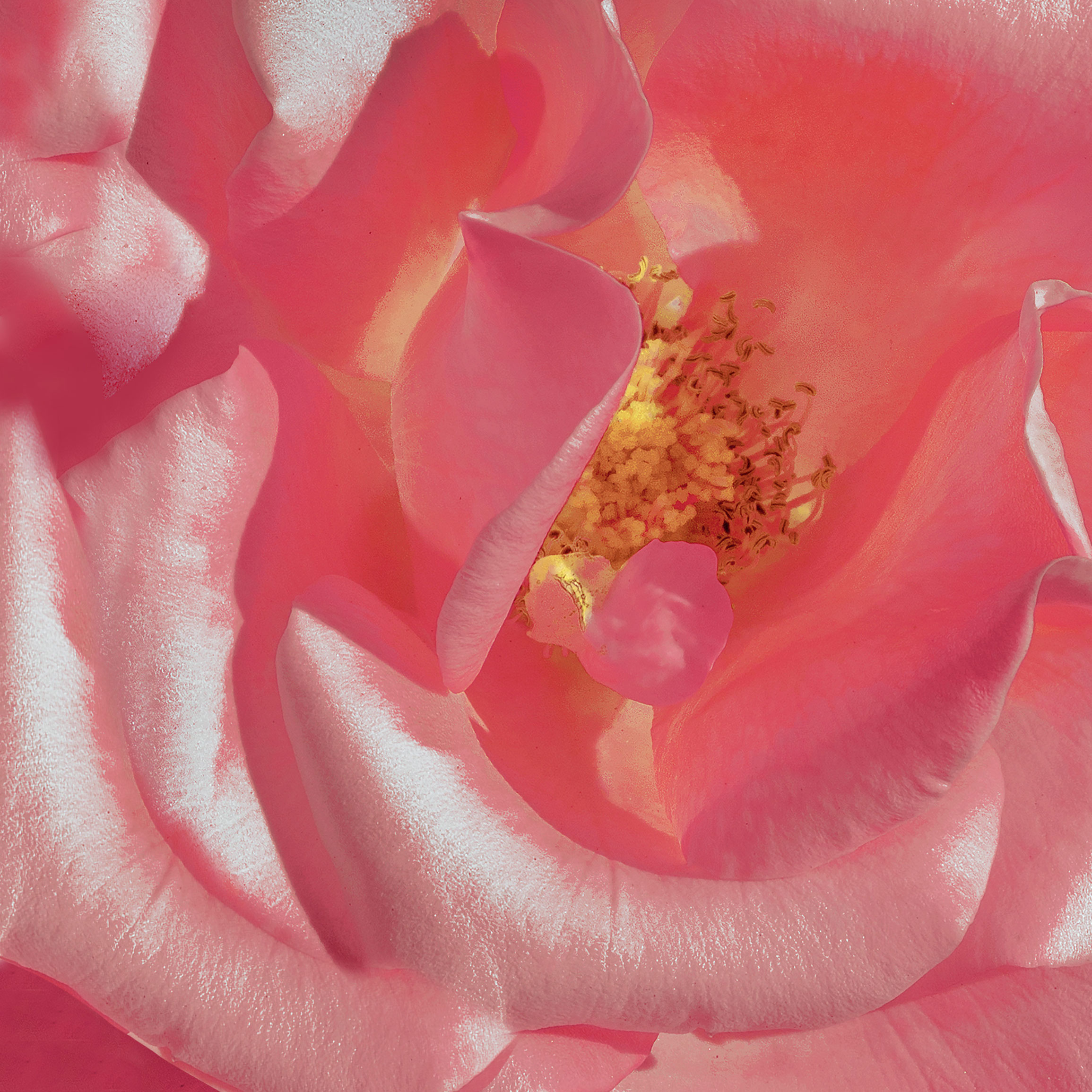 home_wallpaper_1(1)(2)(3)(4)(5).jpg