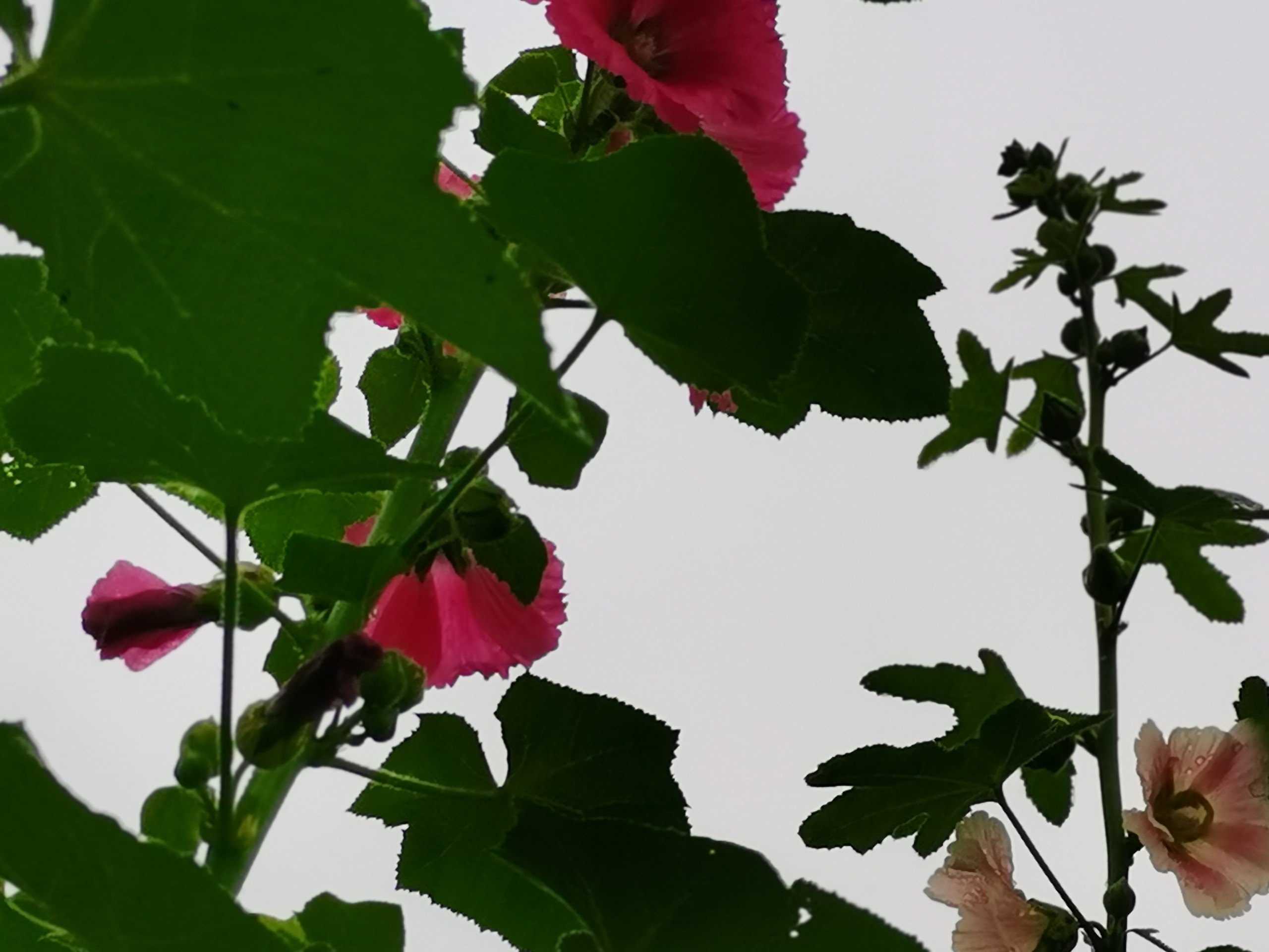 IMG_20210523_071916.jpg