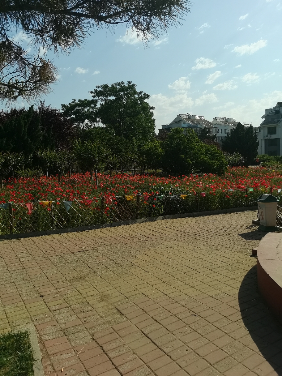 IMG_20210605_075519.jpg