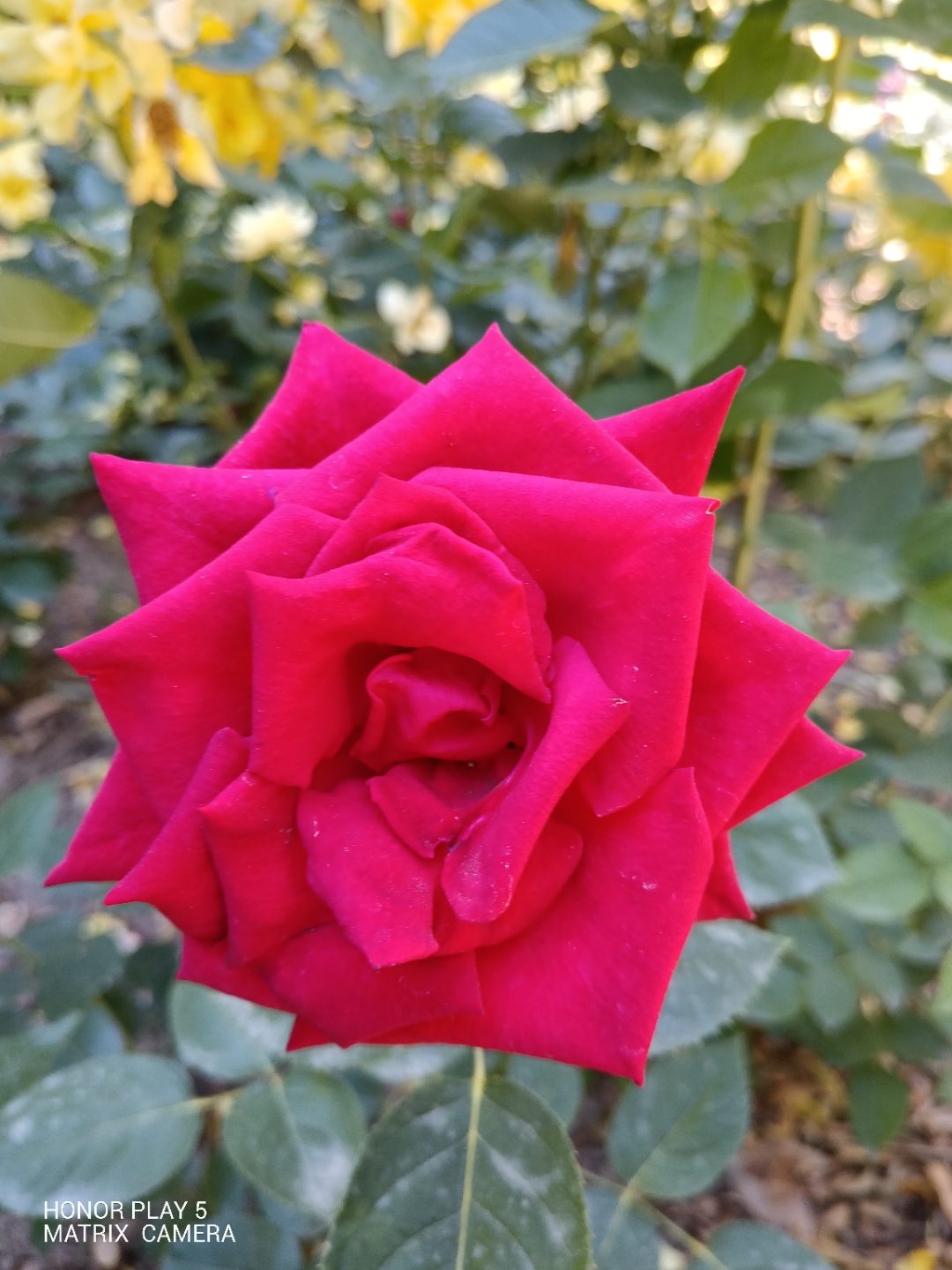 IMG_20210604_141337.jpg