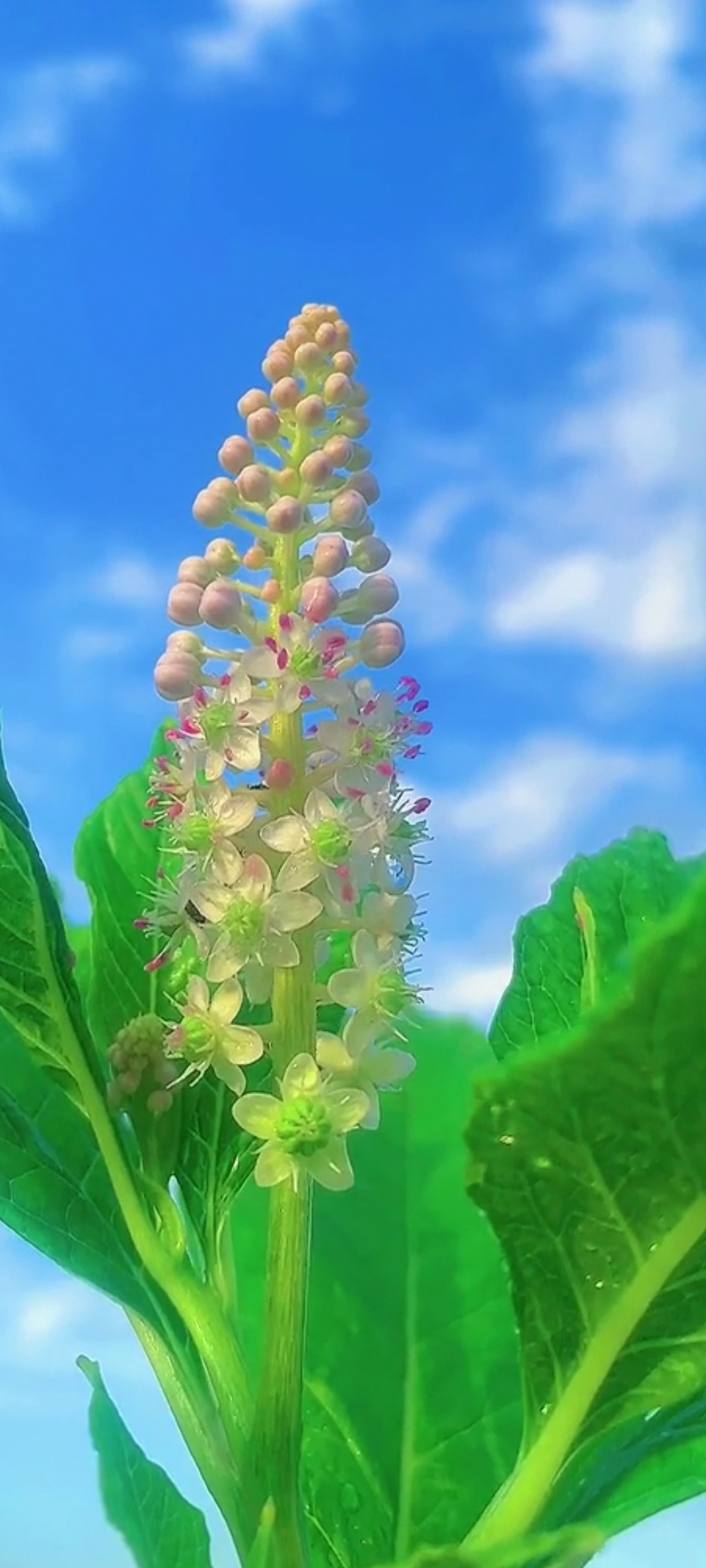 Screenshot_20210605_183501_com.mxtech.videoplayer.pro.jpg