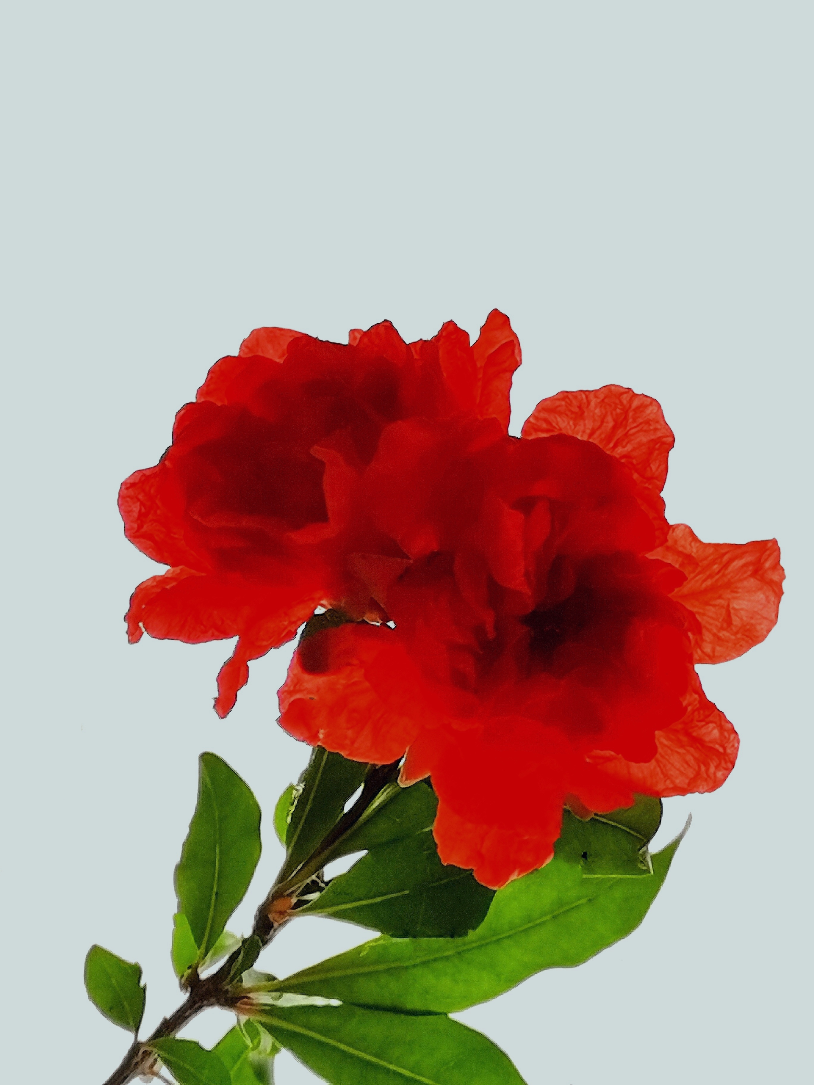 IMG_20200617_064022_石榴花 (6).jpg