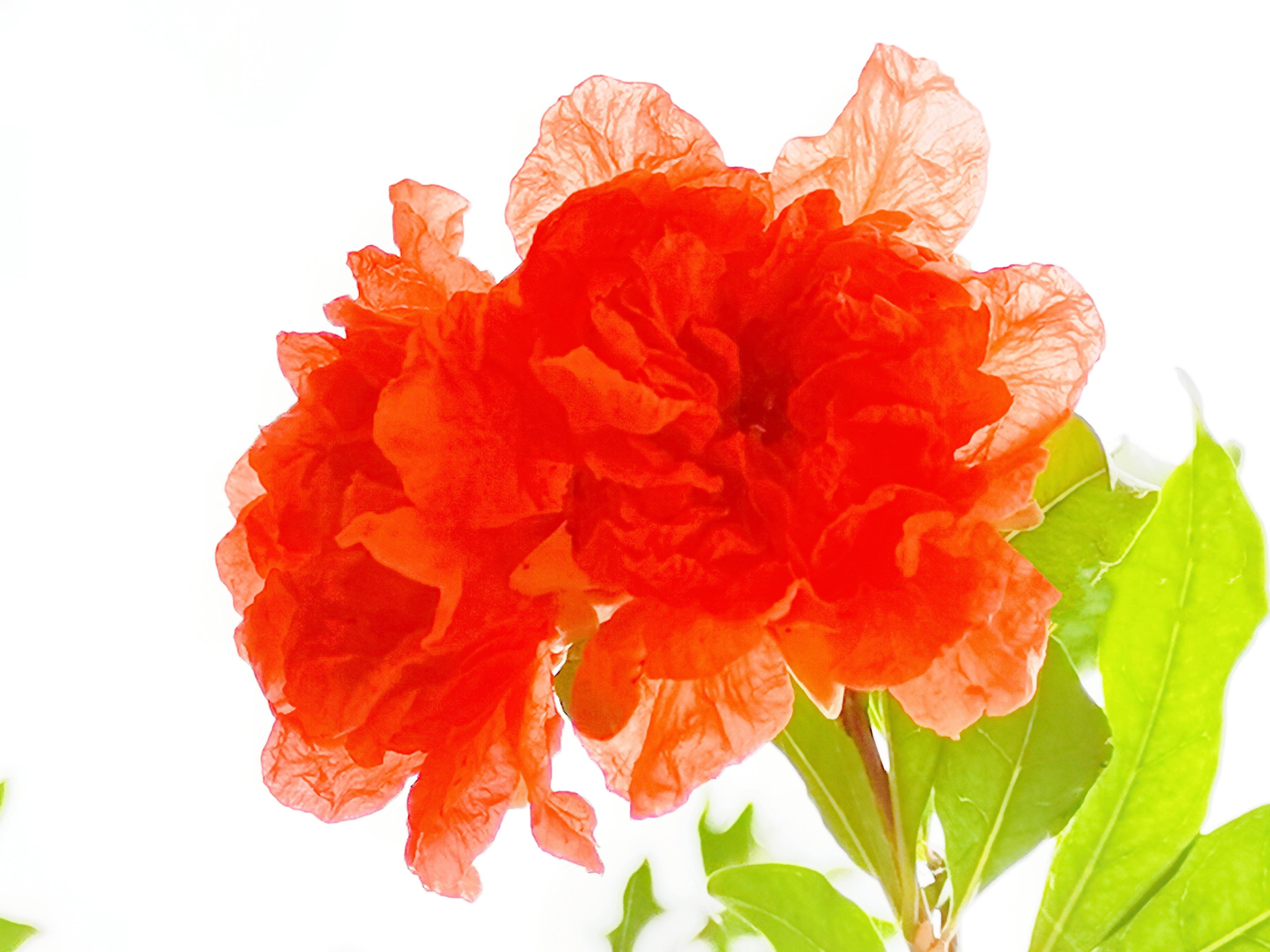 IMG_20200617_064022_石榴花 (3).jpg