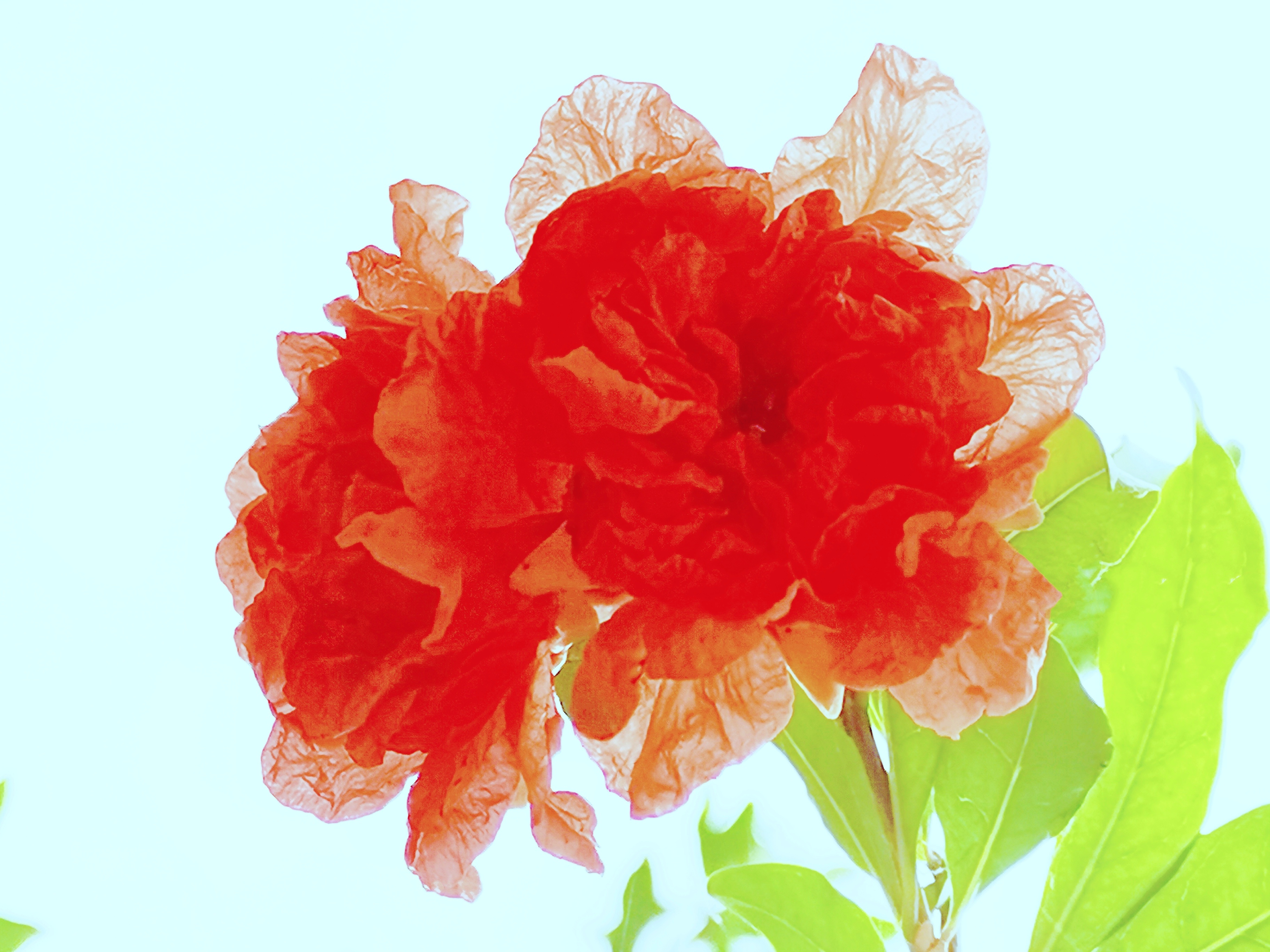 IMG_20200617_064022_石榴花 (4).jpg