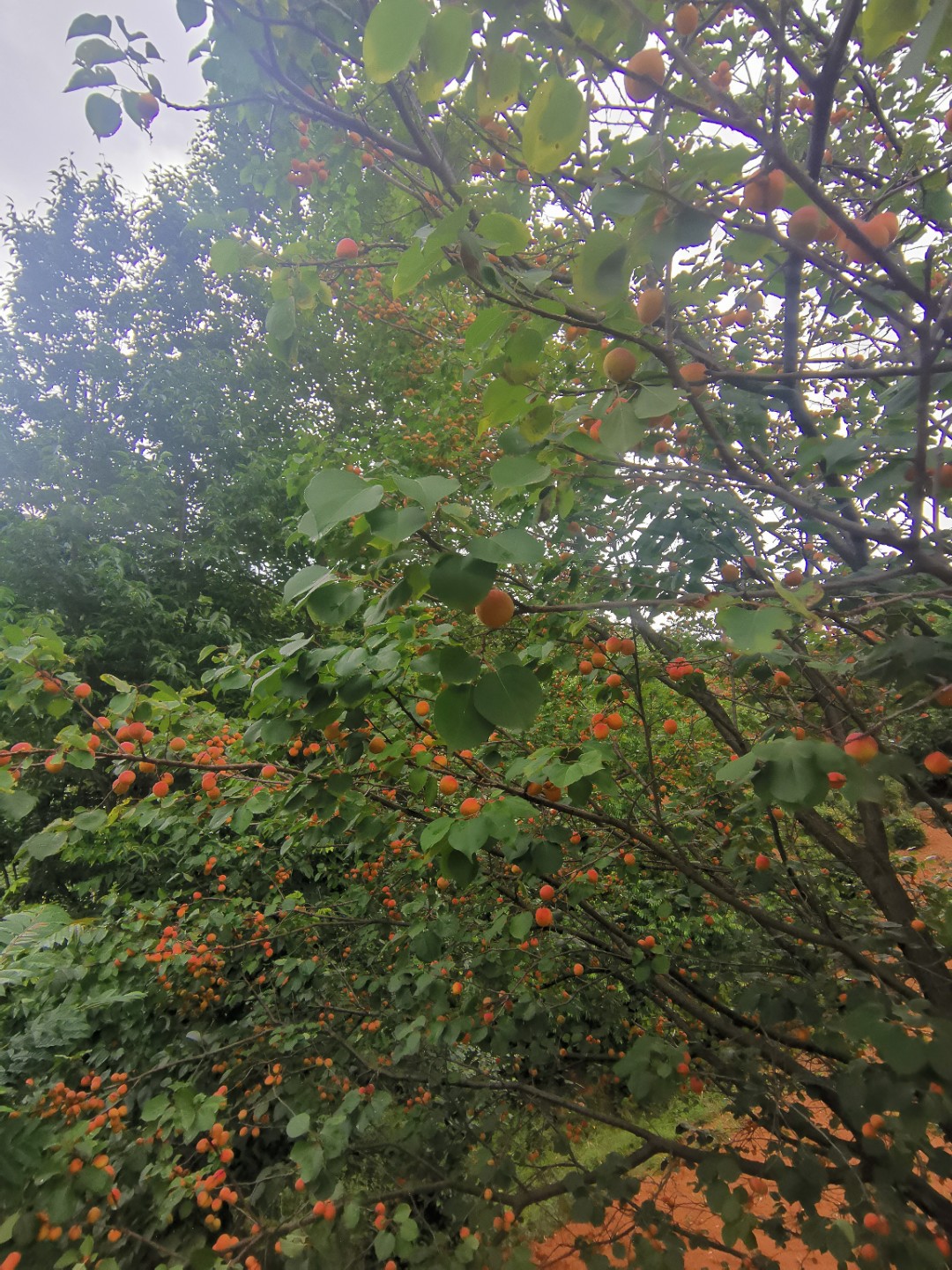 IMG_20210606_184231.jpg