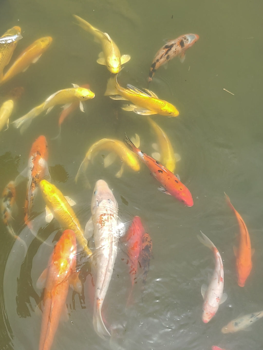 IMG_20210607_113301.jpg