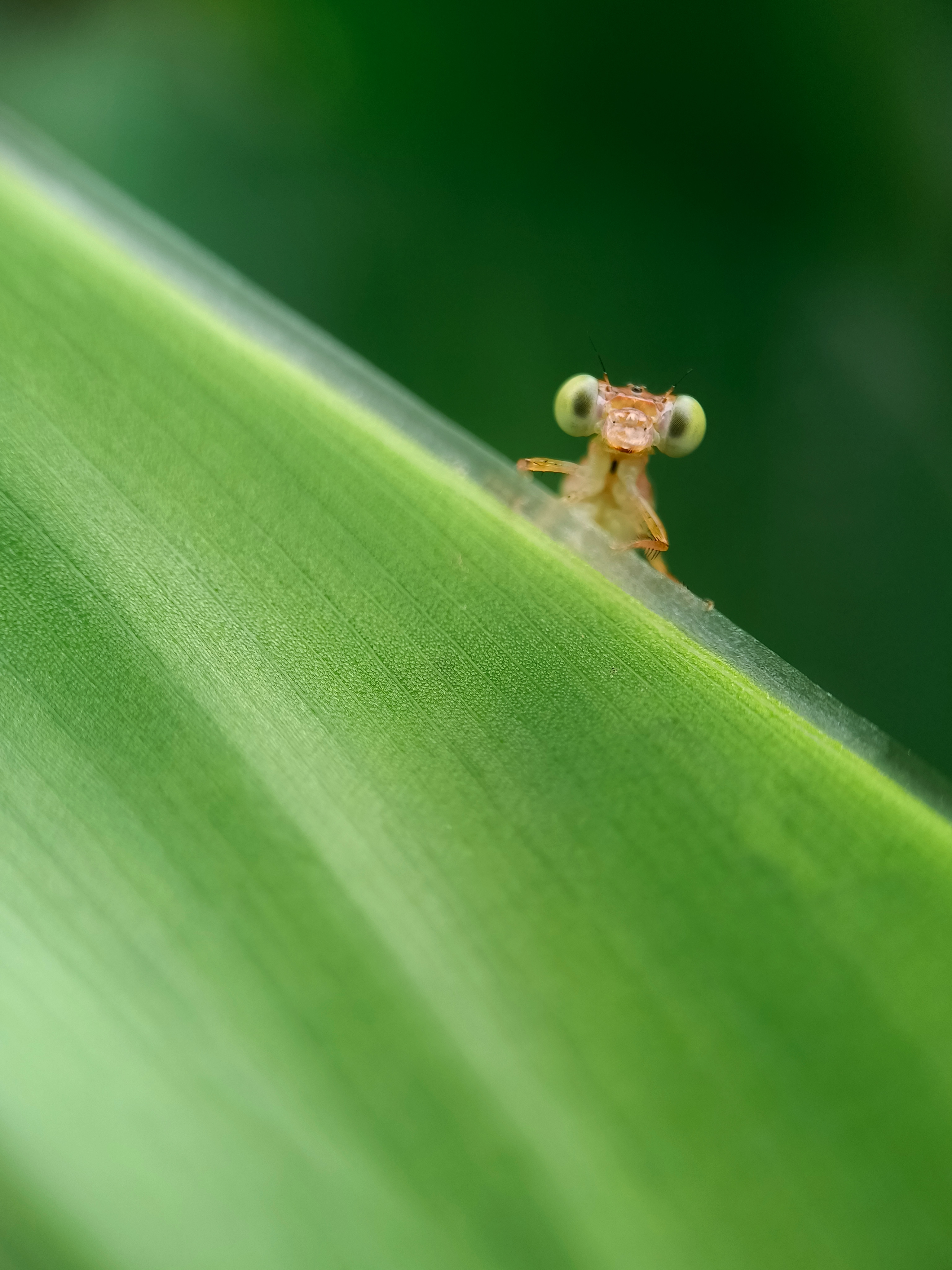 IMG_20210425_090935_polarr.jpg