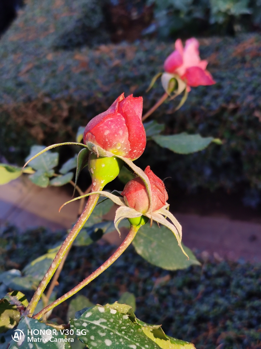 IMG_20210123_162702.jpg