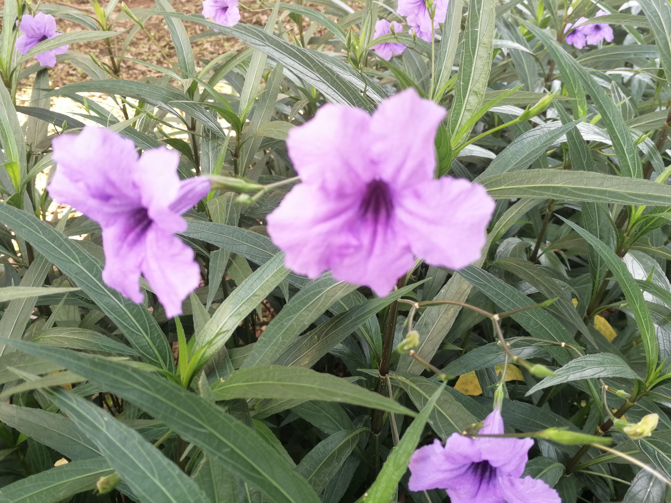 IMG_20190809_083654.jpg