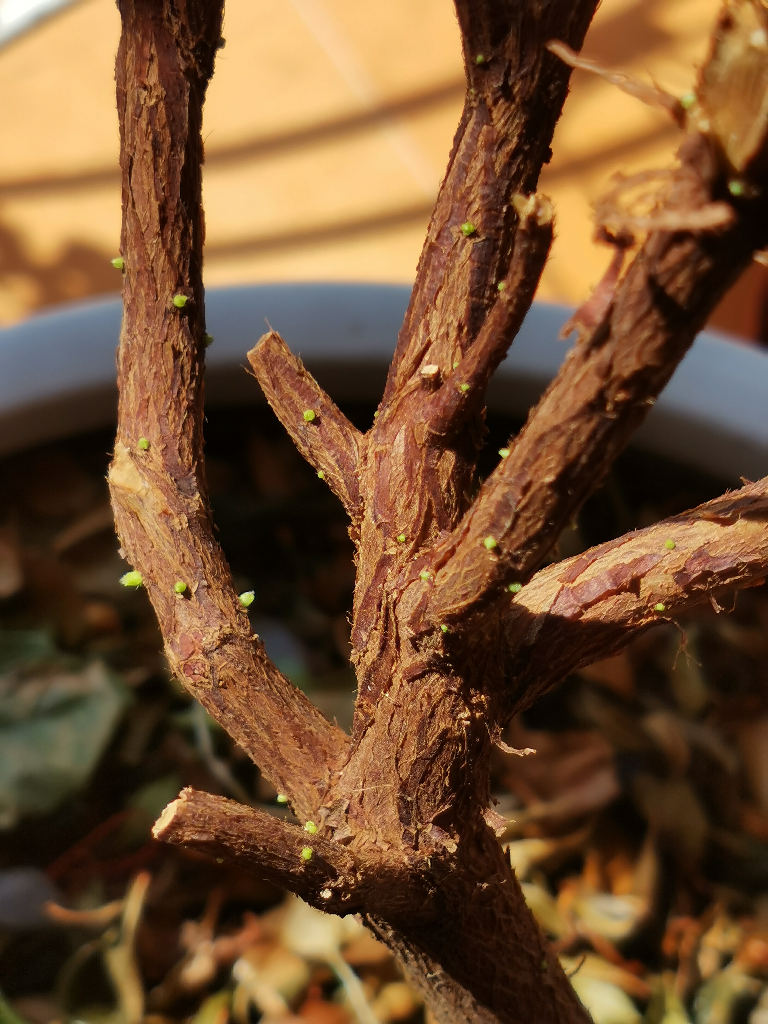 IMG_20200315_105547.jpg