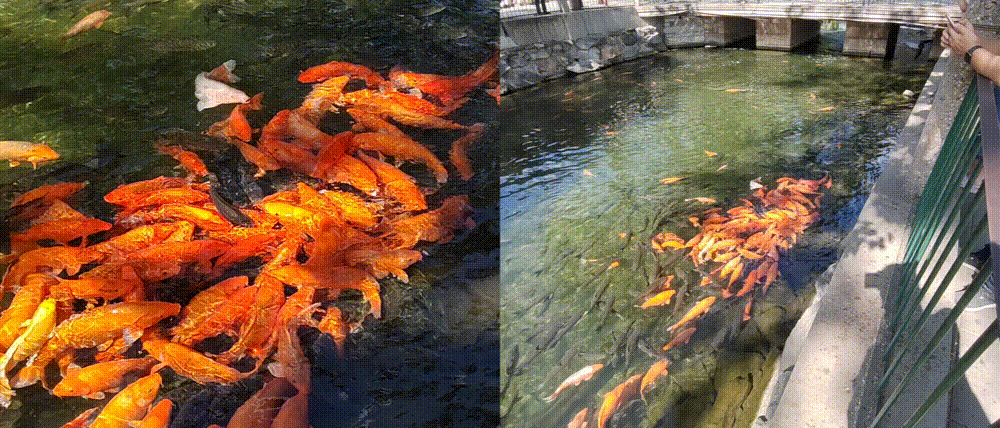 1624701001431.gif
