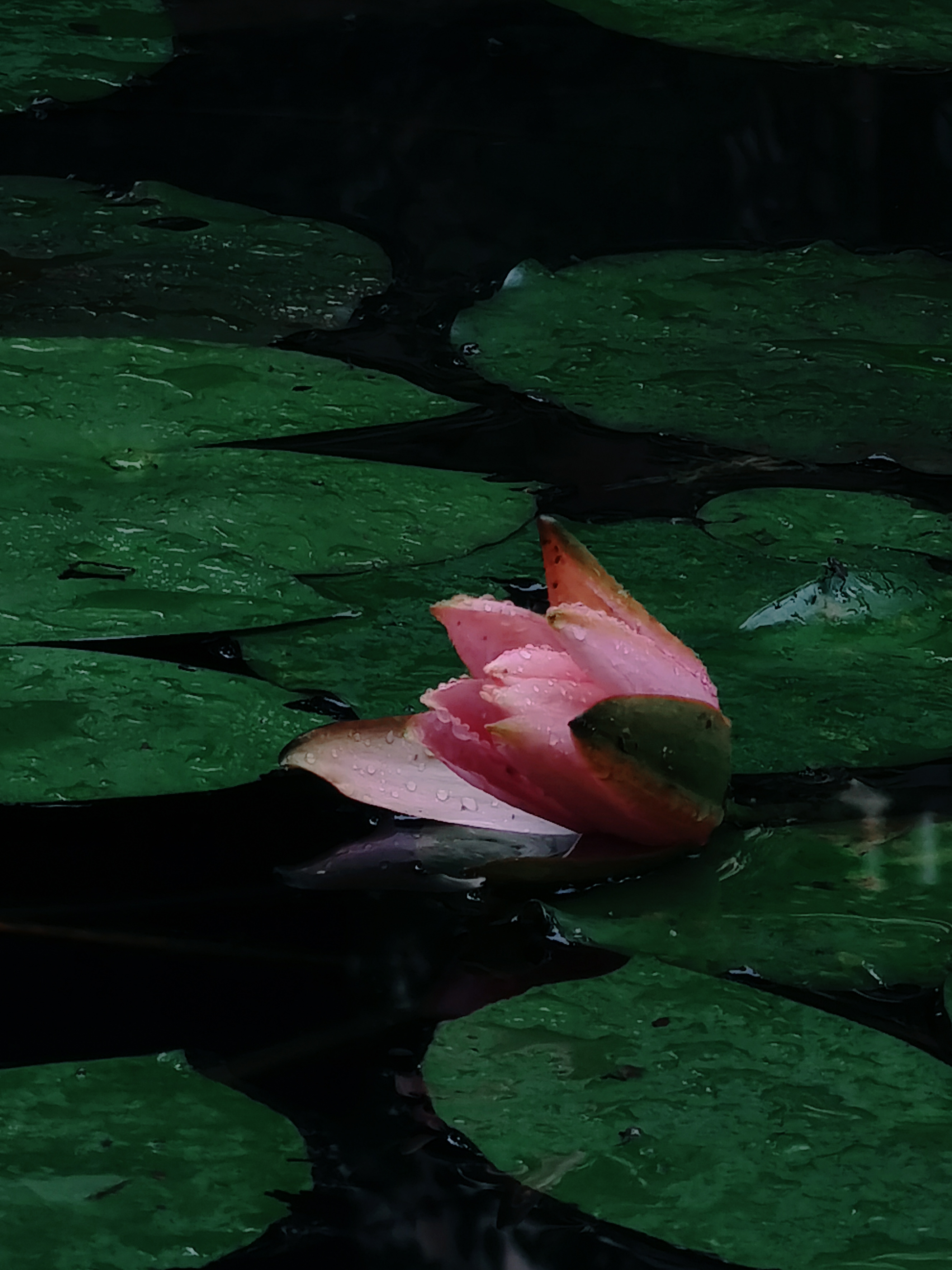 IMG_20210705_164516_polarr.jpg