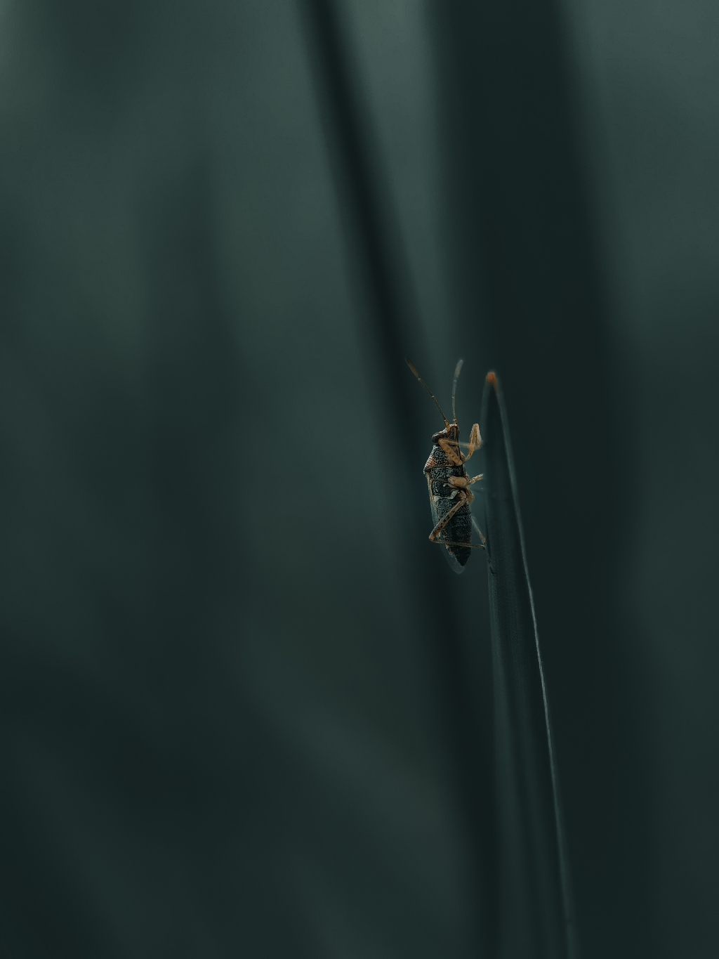 IMG_20210704_190454-01.jpeg