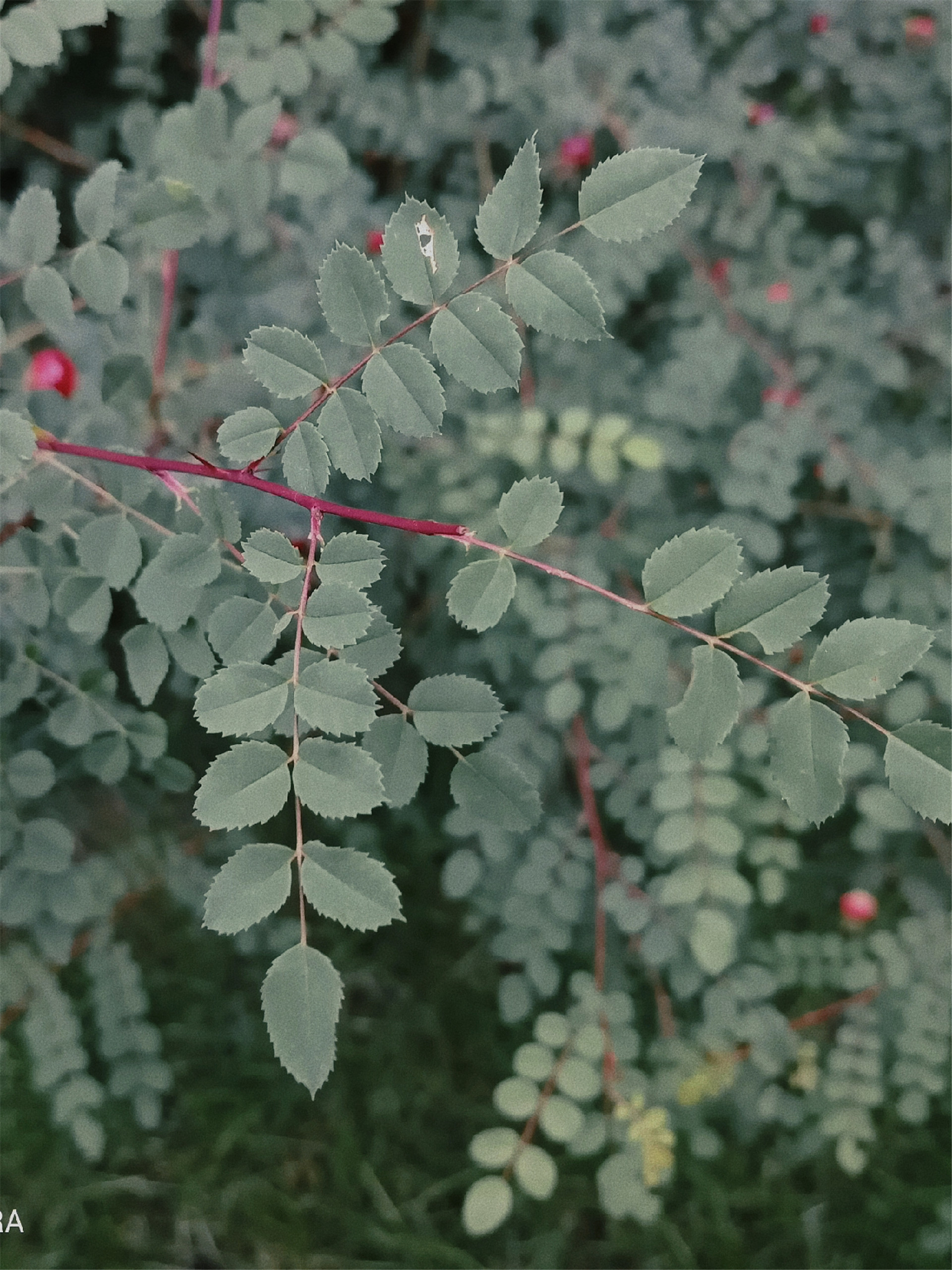 retouch_2021070911505171.jpg