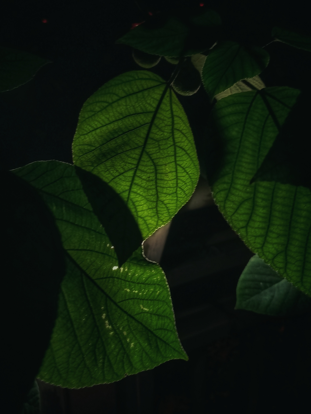 IMG_20210719_203350-01.jpeg