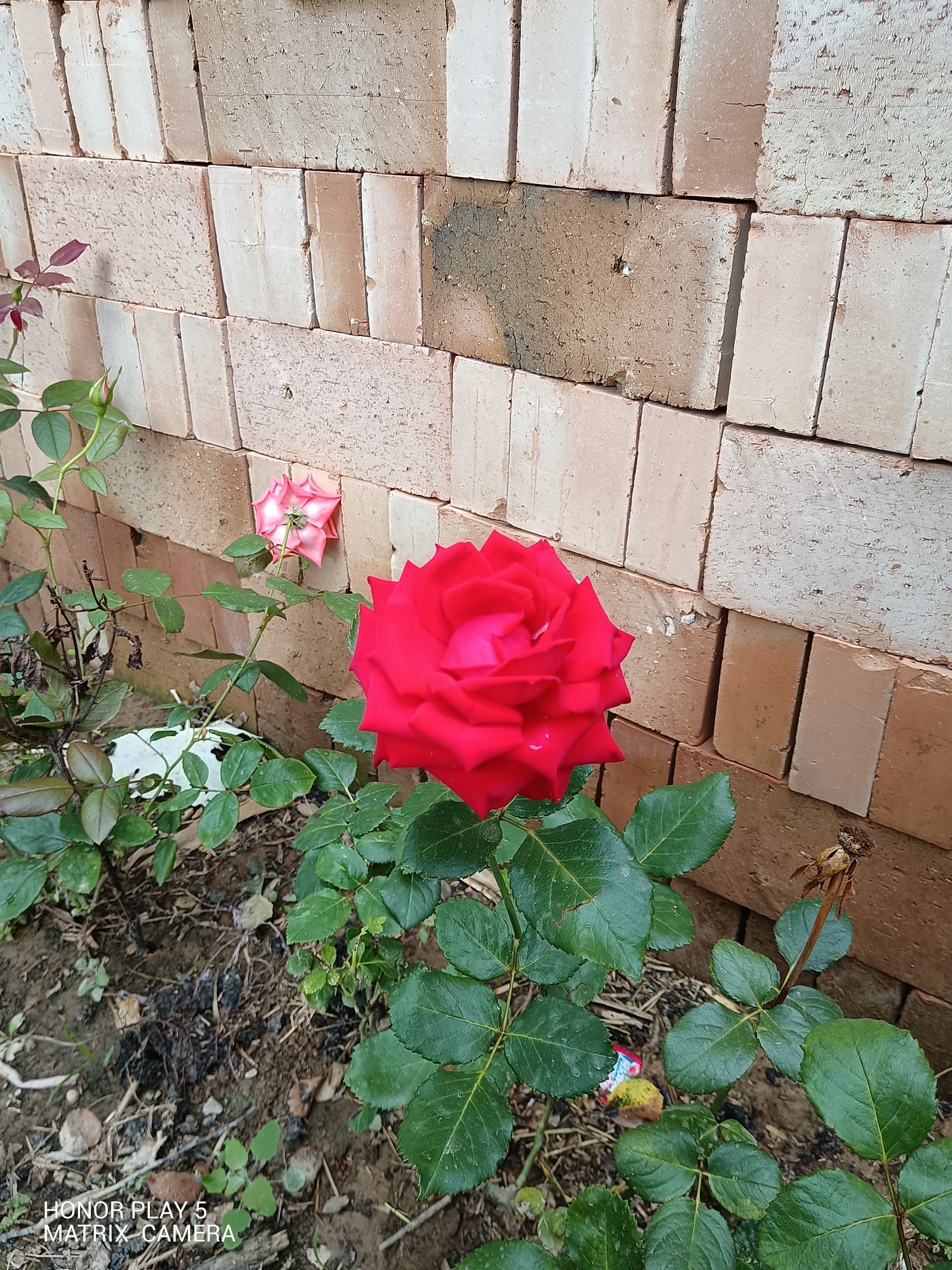 IMG_20210722_104137.jpg