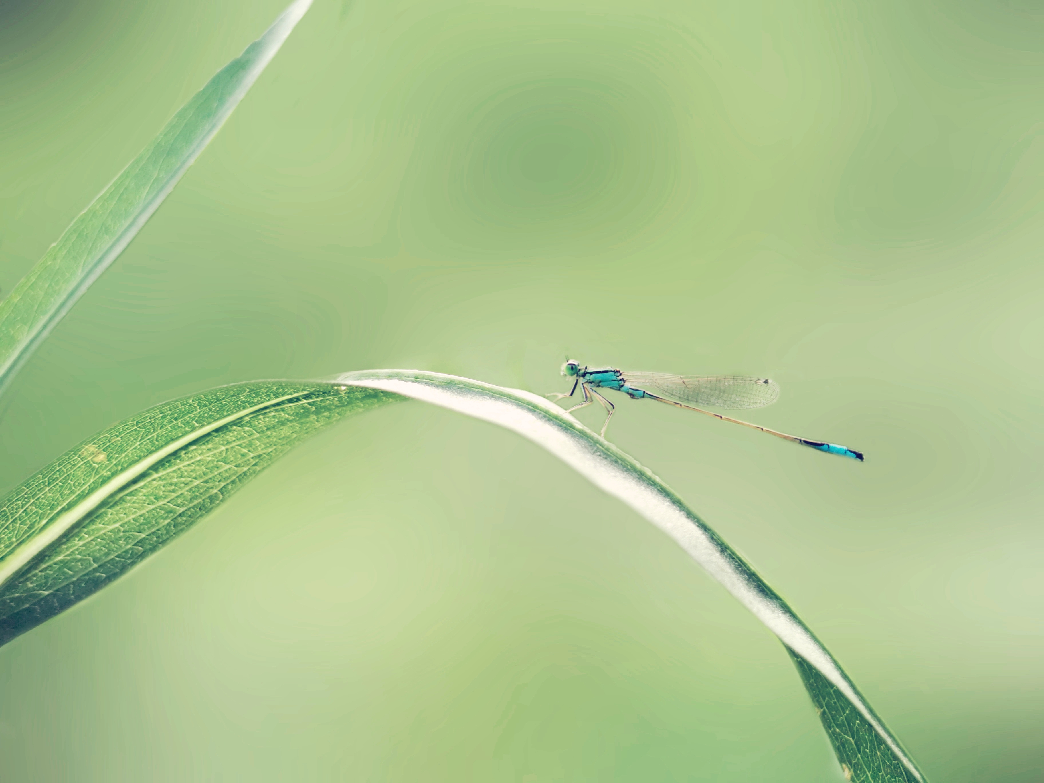 IMG_20210804_065136_20210804_065238.jpg