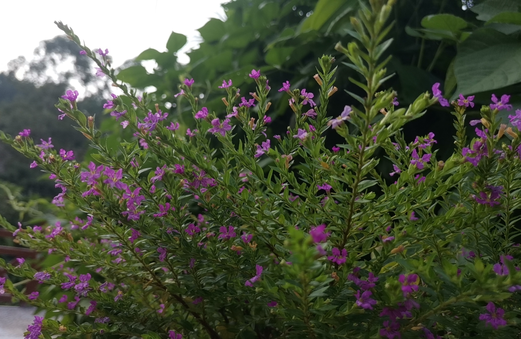 wx_camera_1627726118753.jpg