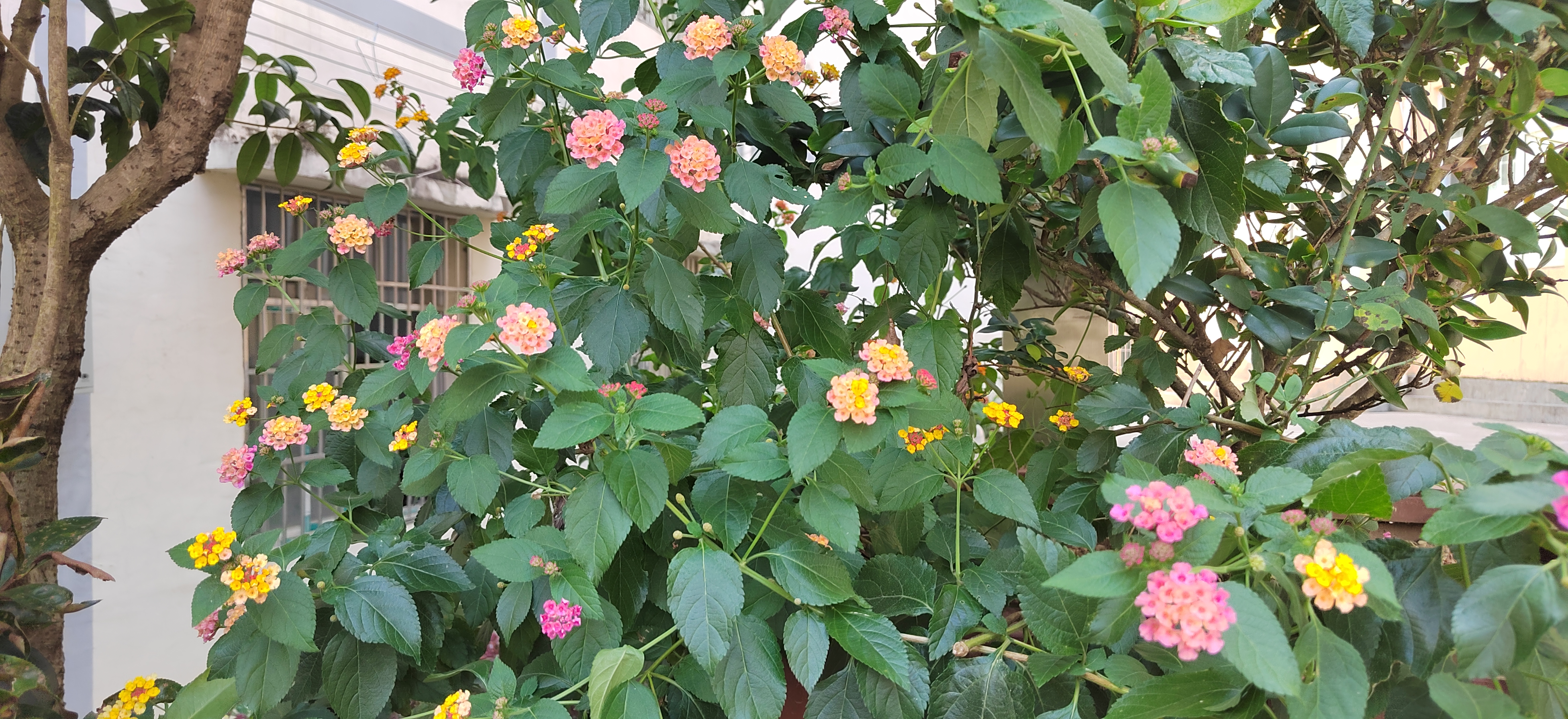 IMG_20210806_094922.jpg